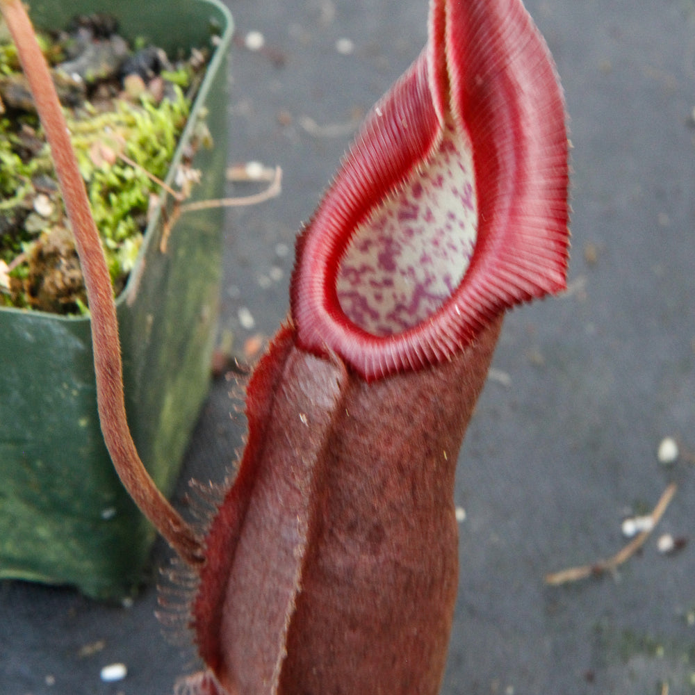 
                      
                        Nepenthes densiflora x robcantleyi, BE-3573
                      
                    