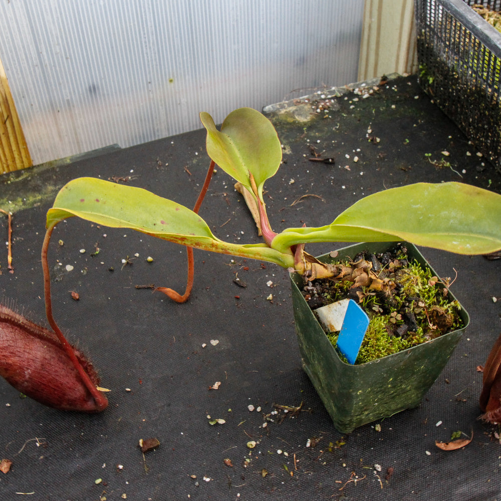 
                      
                        Nepenthes densiflora x robcantleyi, BE-3573
                      
                    