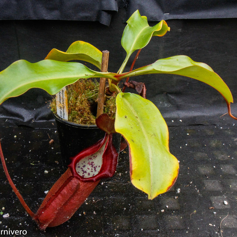 
                      
                        Nepenthes densiflora x robcantleyi, BE-3573
                      
                    