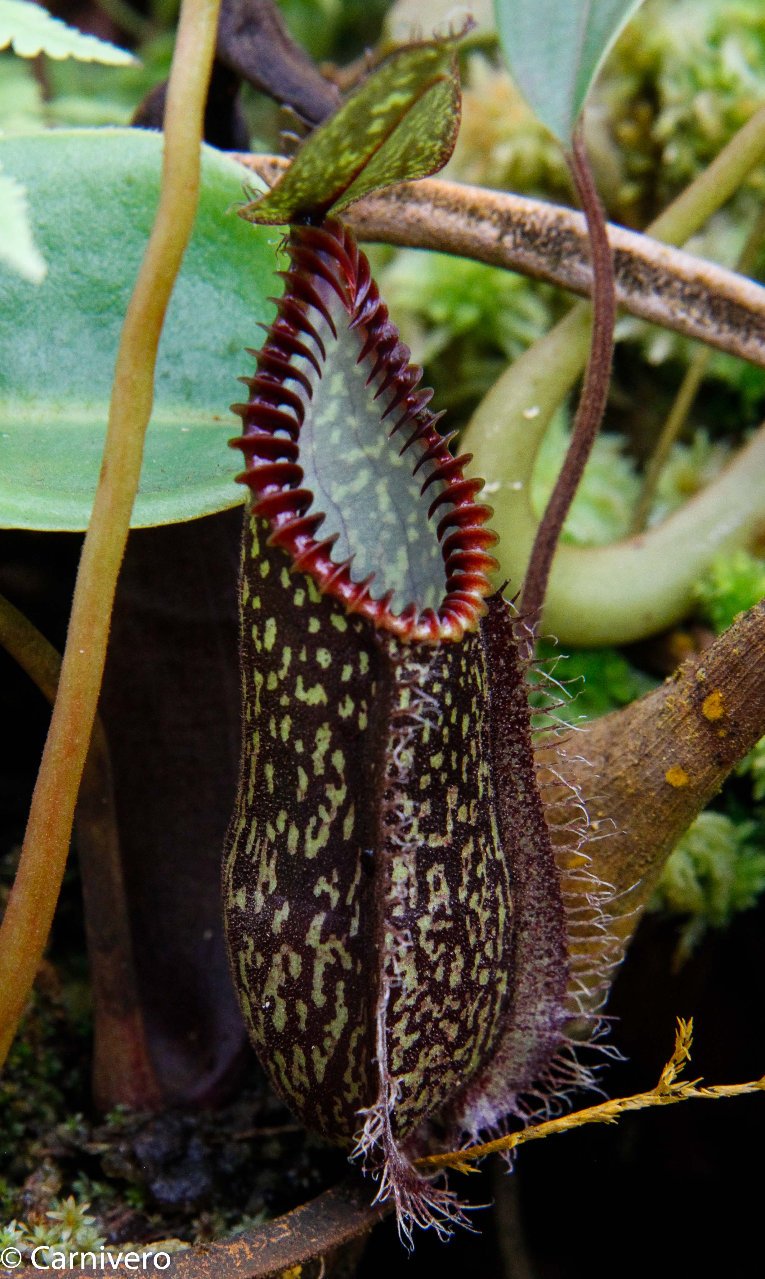 Nepenthes hamata, Tambusisi, BE-3975 – Carnivero