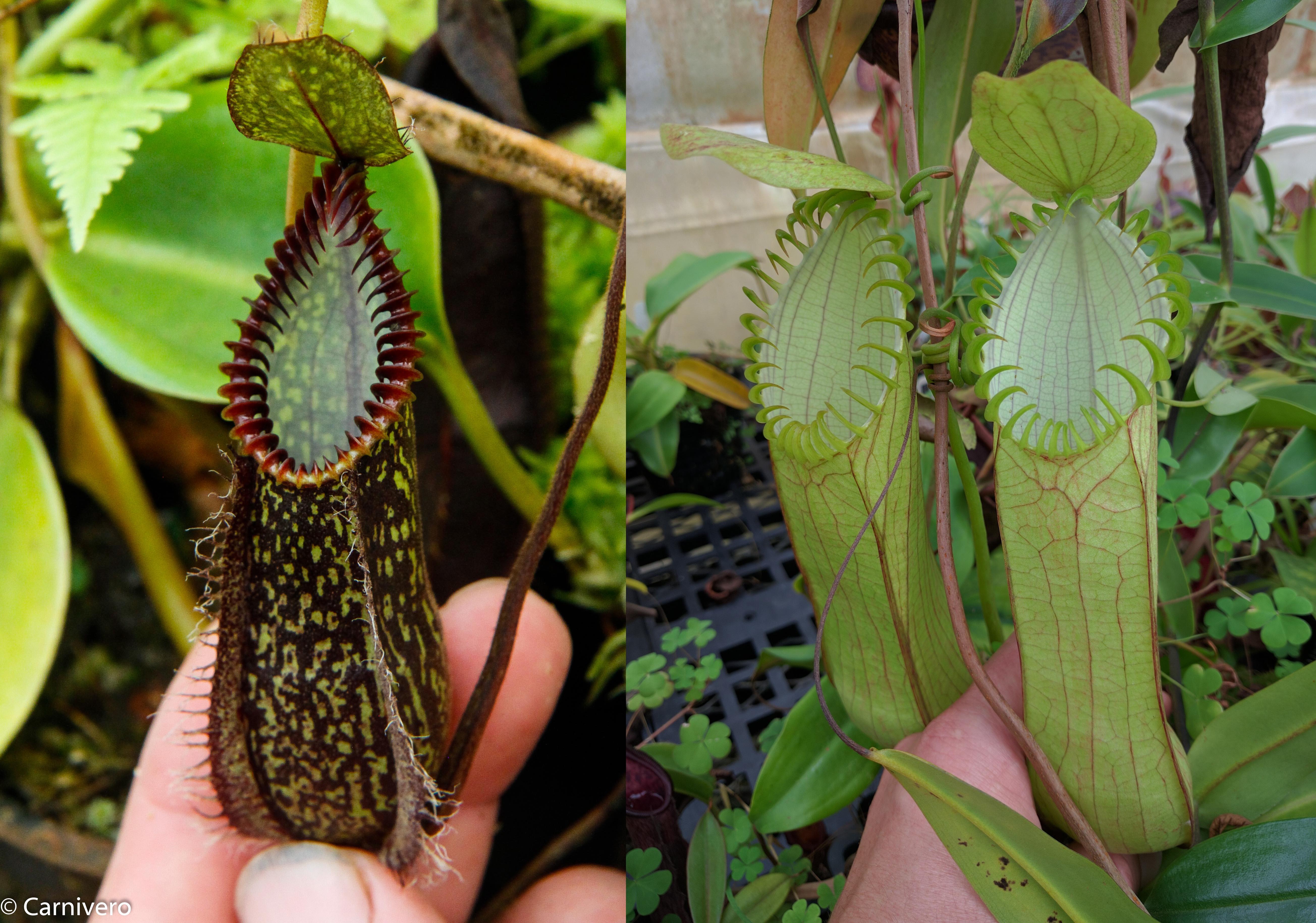 Nepenthes hamata (Tambusisi x Lumut), BE-4044 – Carnivero