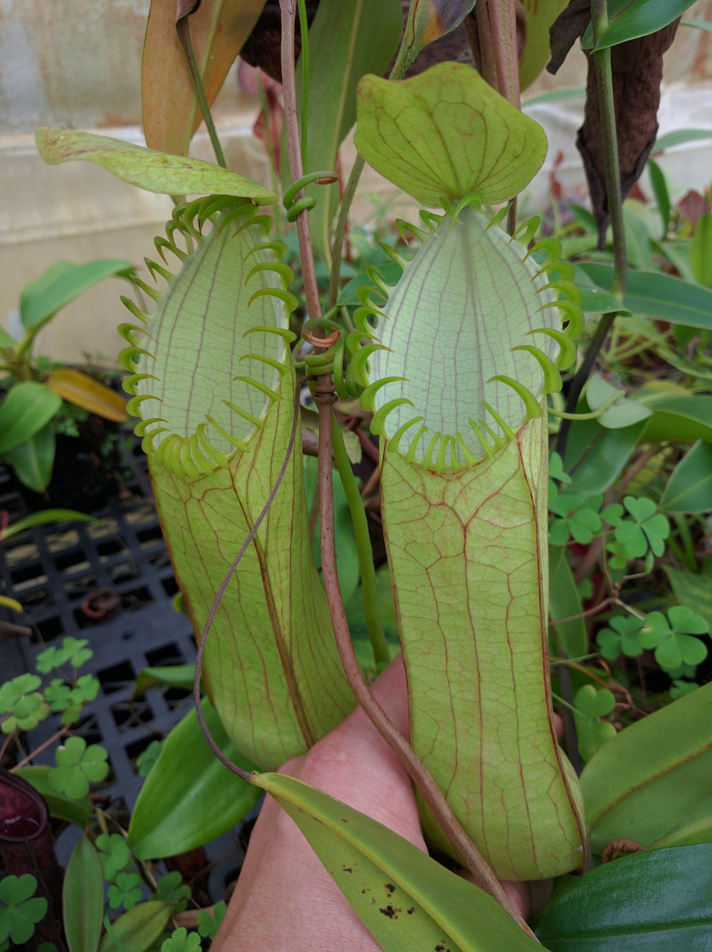 Nepenthes hamata, Gunung Lumut Wistuba