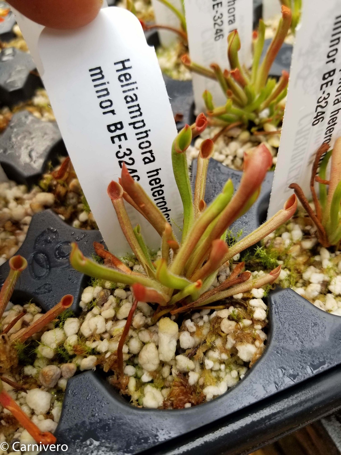 Heliamphora heterodoxa x minor