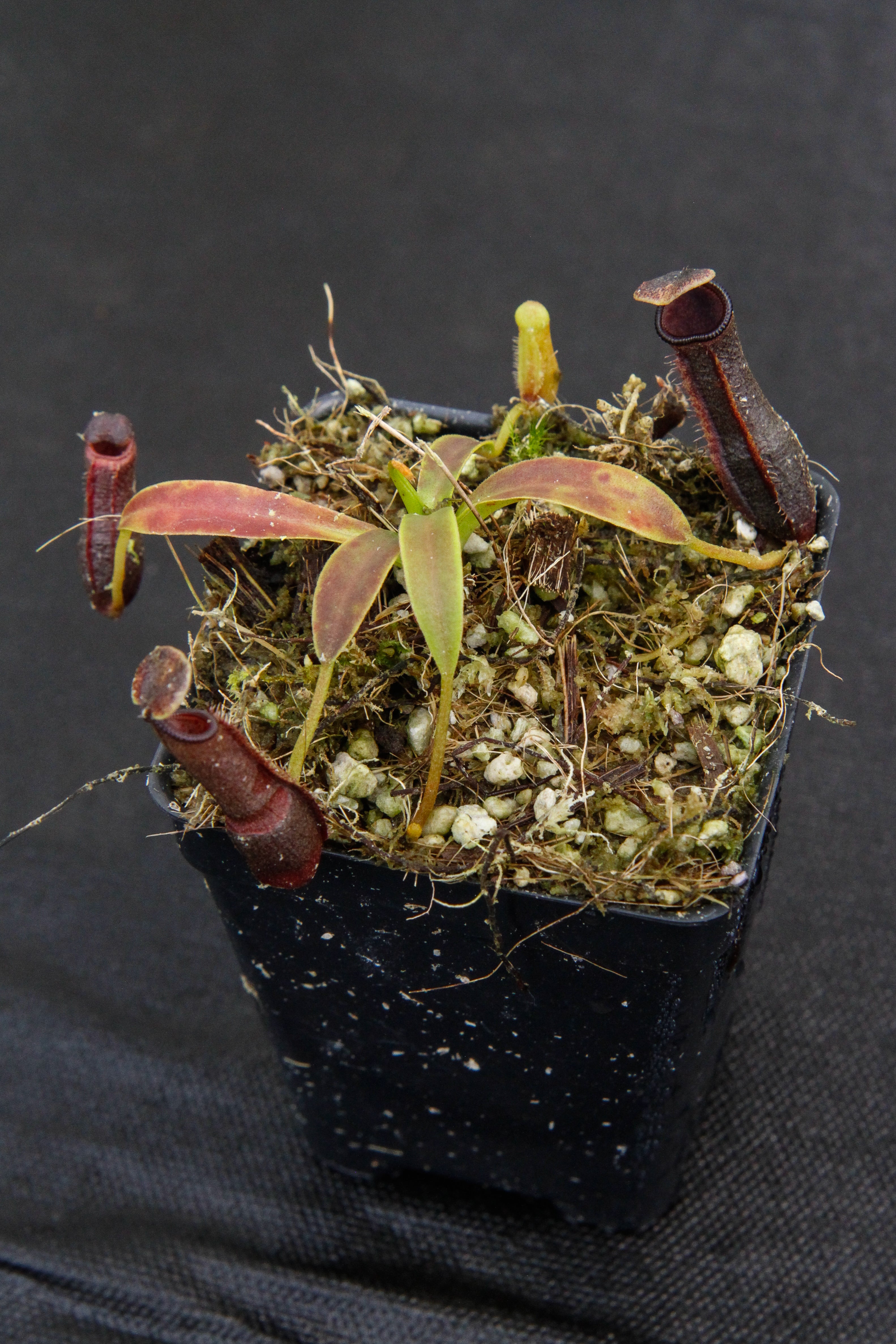 Nepenthes izumiae, BE-3925