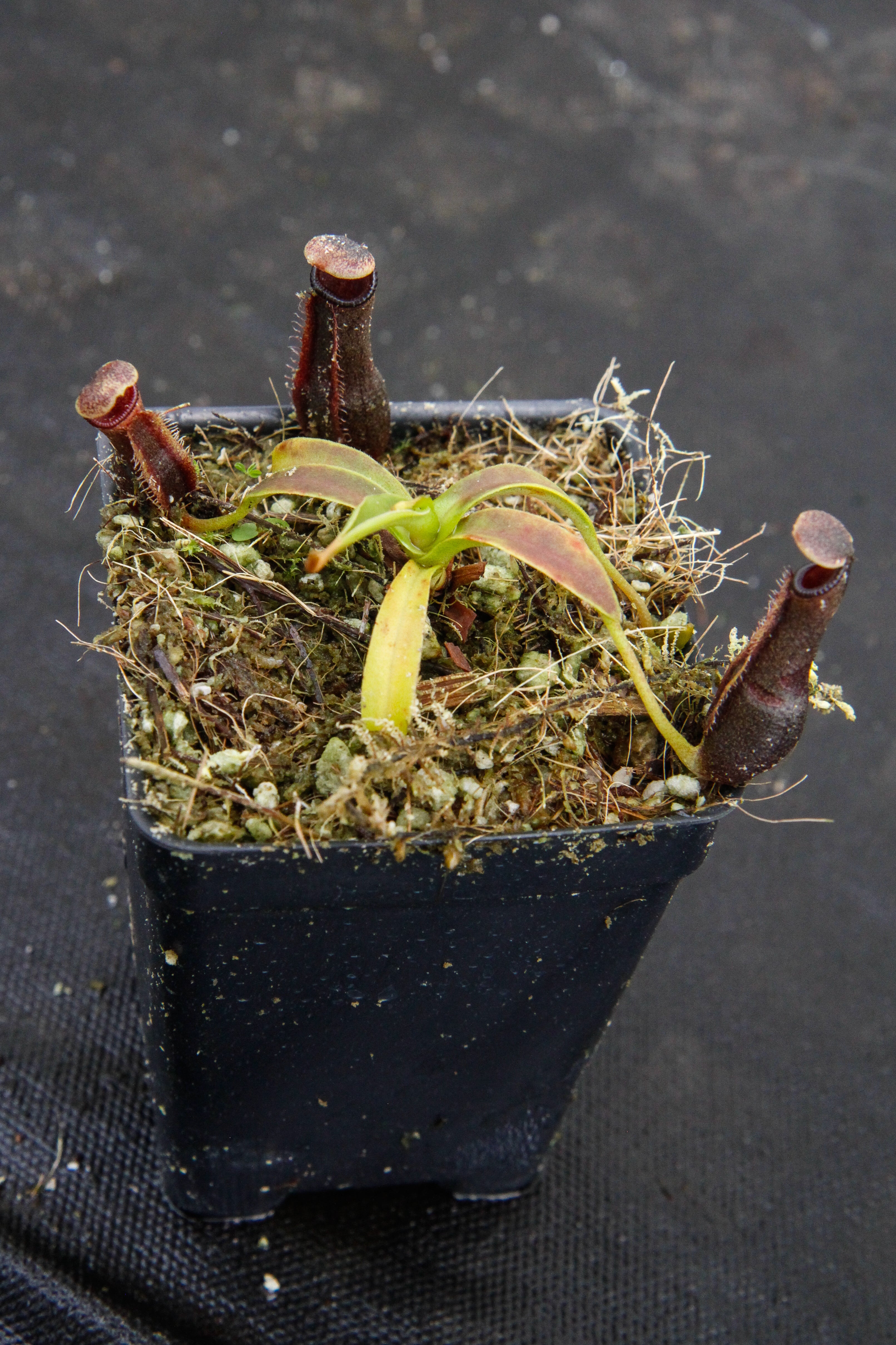 Nepenthes izumiae, BE-3925