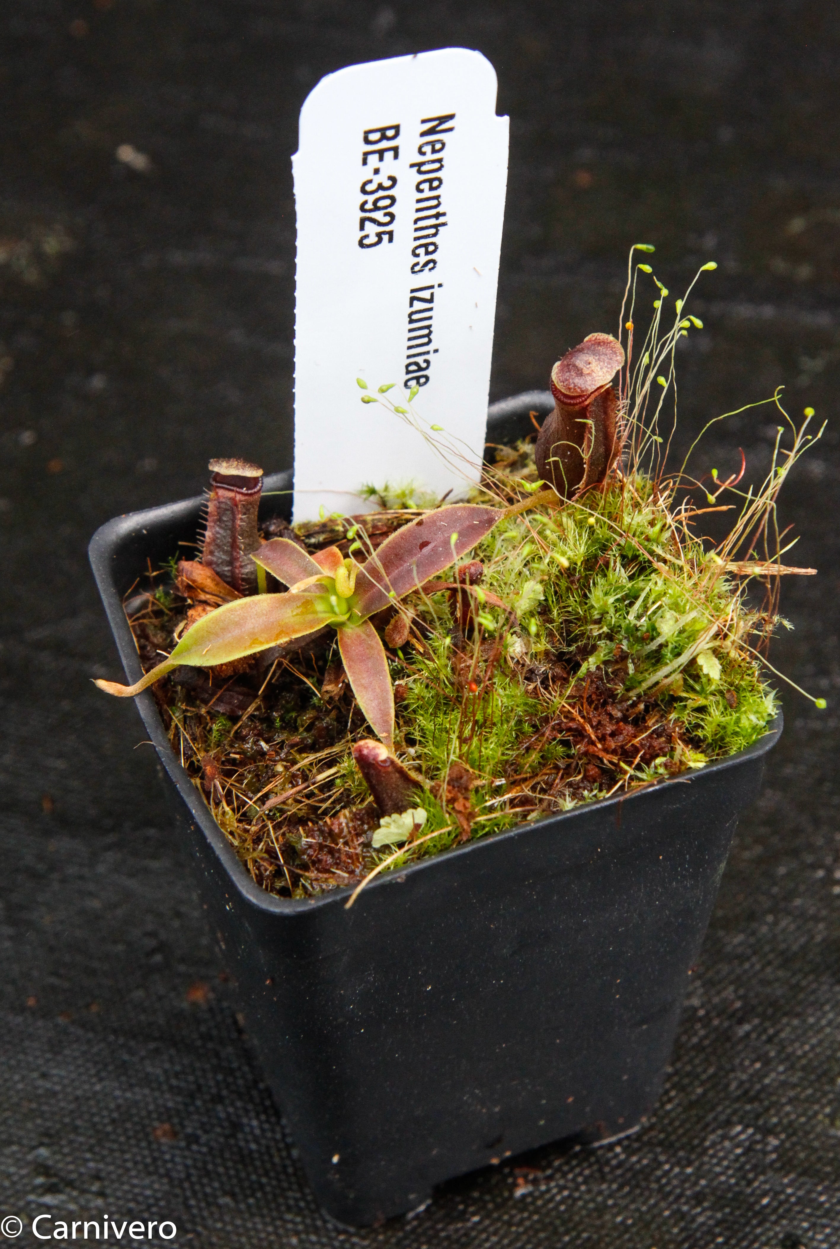 Nepenthes izumiae, BE-3925 – Carnivero