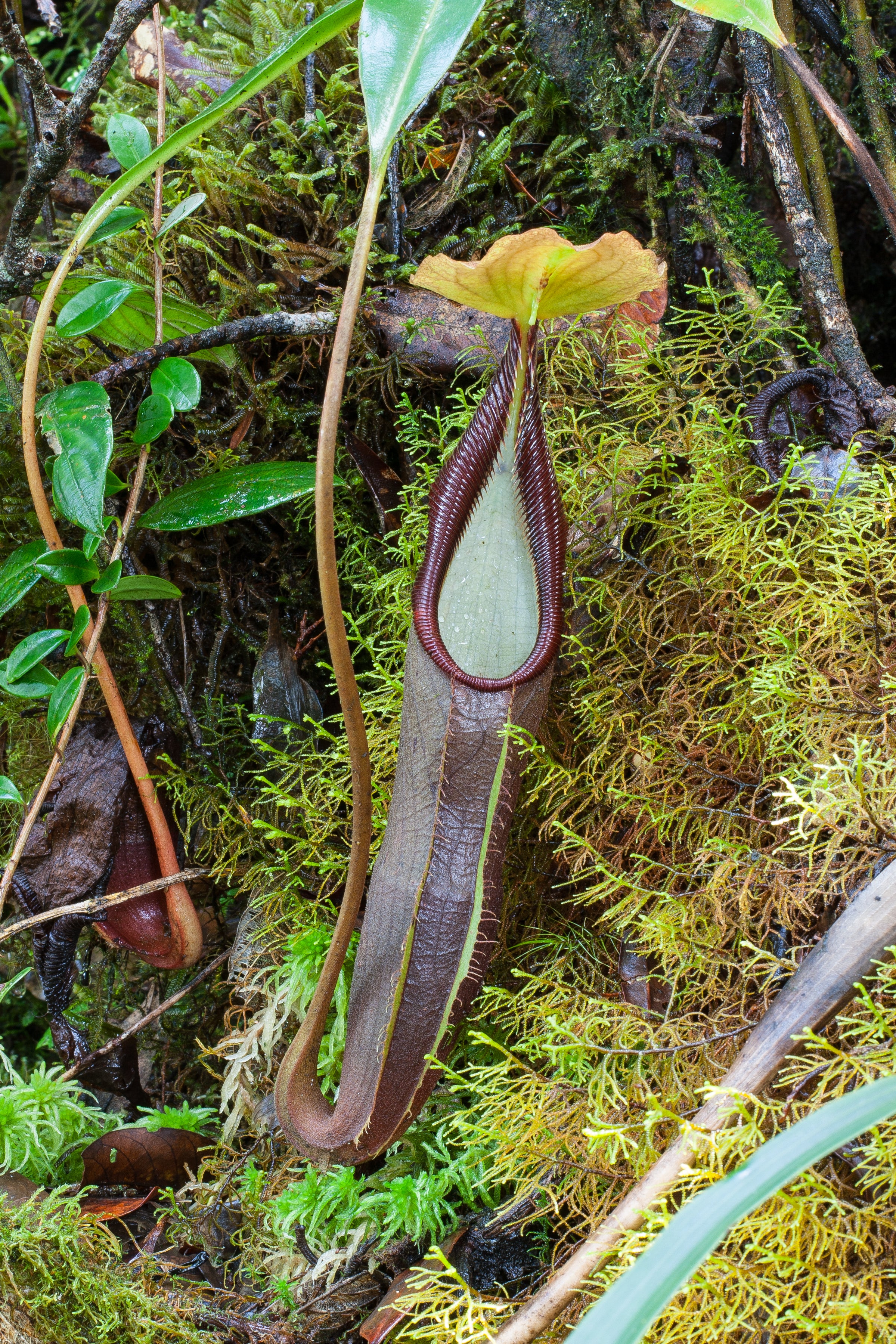 Nepenthes izumiae, BE-3925