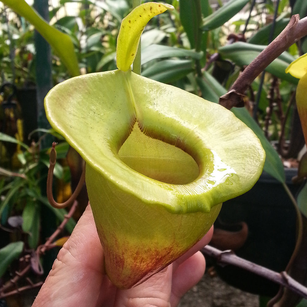 
                      
                        Nepenthes jacquelineae
                      
                    