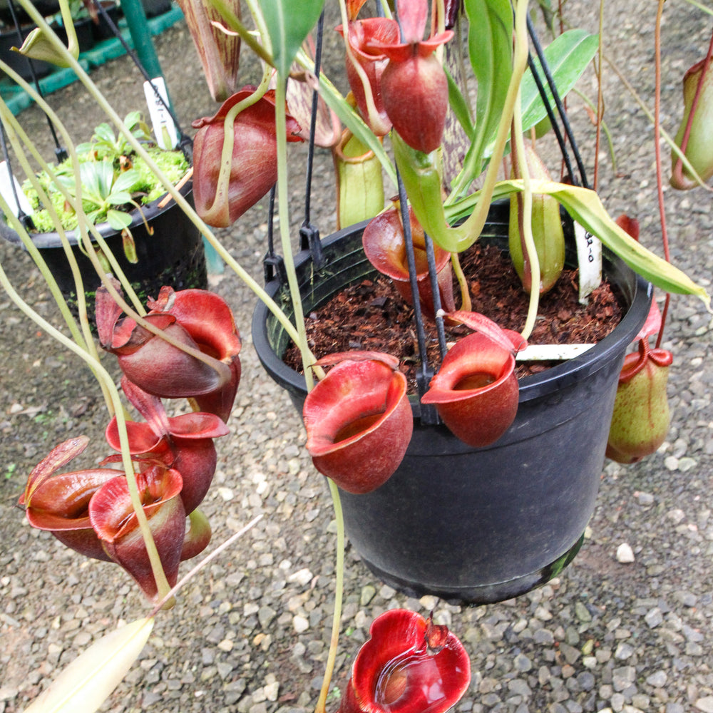 
                      
                        Nepenthes jacquelineae
                      
                    