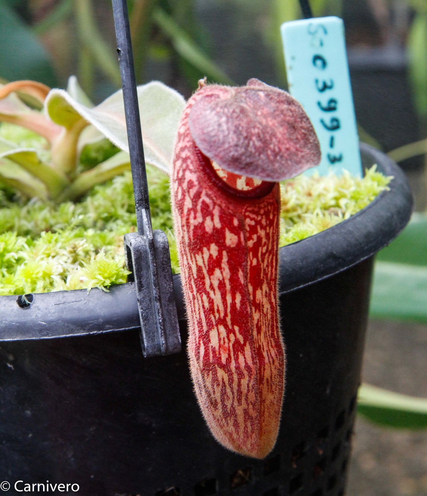 Nepenthes klossii, Wistuba