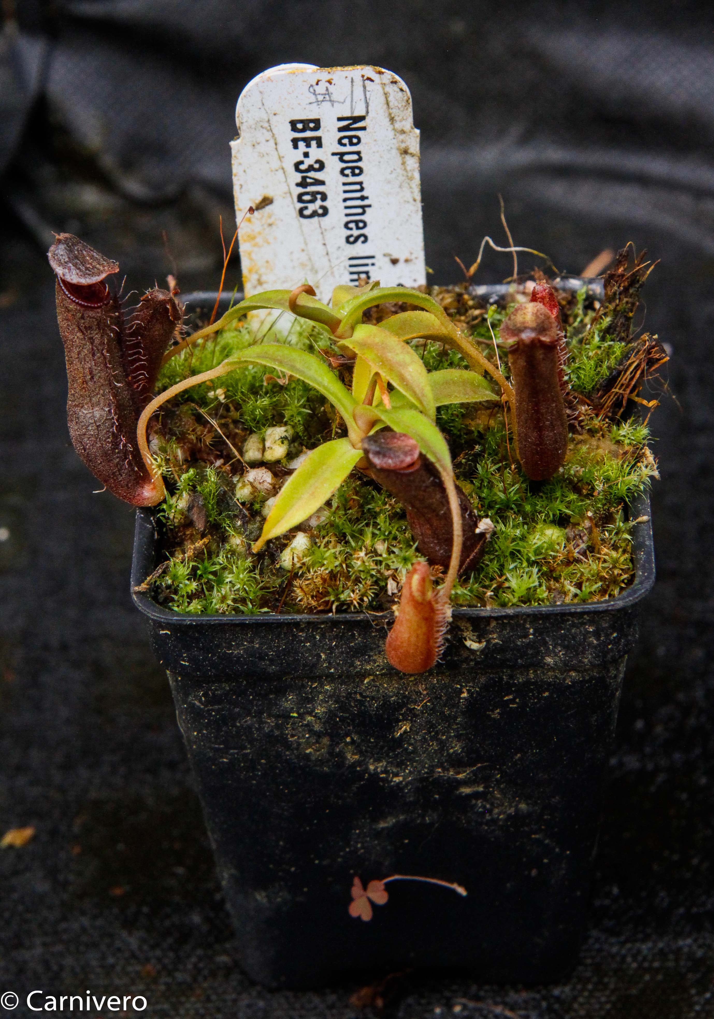 Nepenthes lingulata, BE-3463 – Carnivero