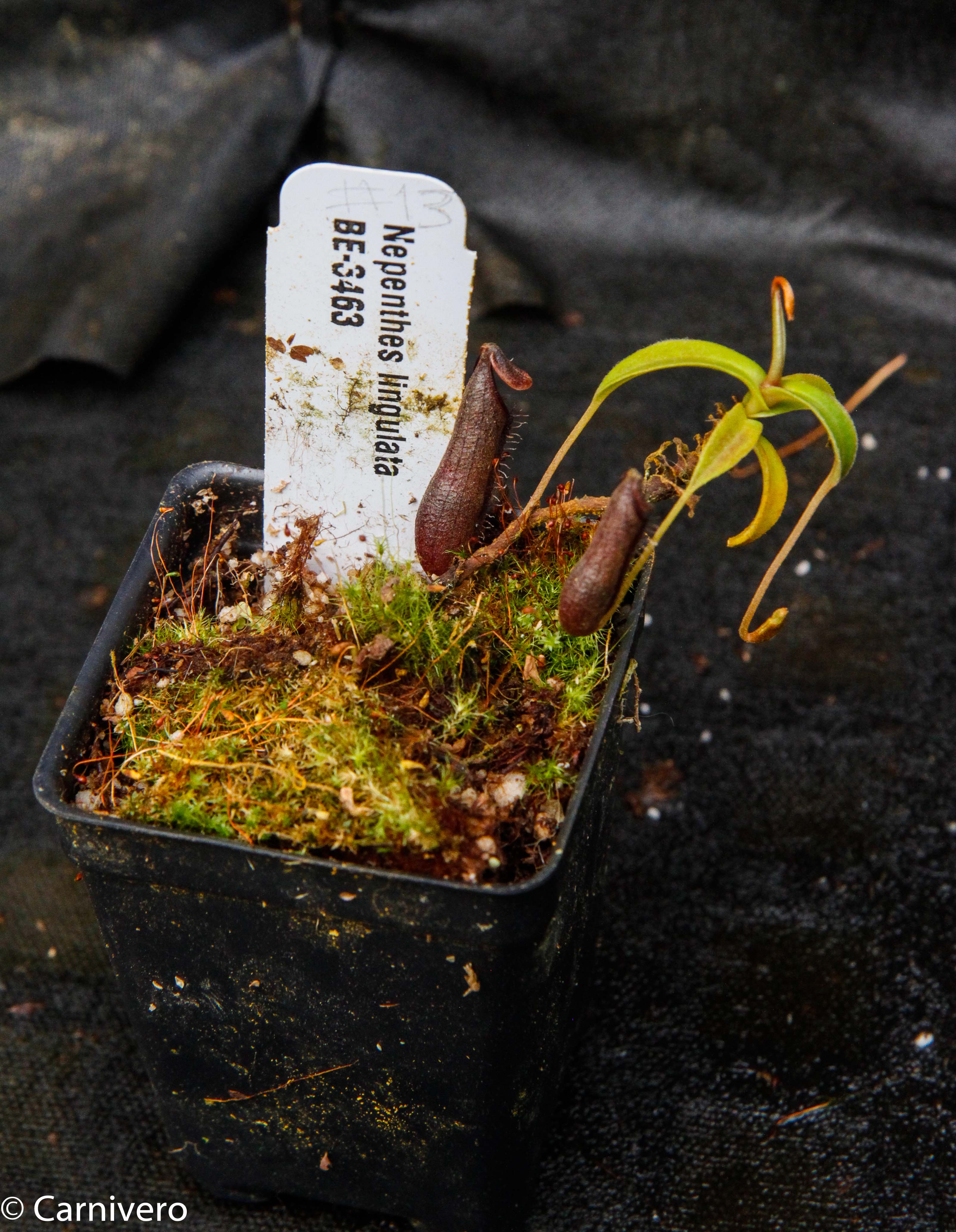 Nepenthes lingulata, BE-3463 – Carnivero