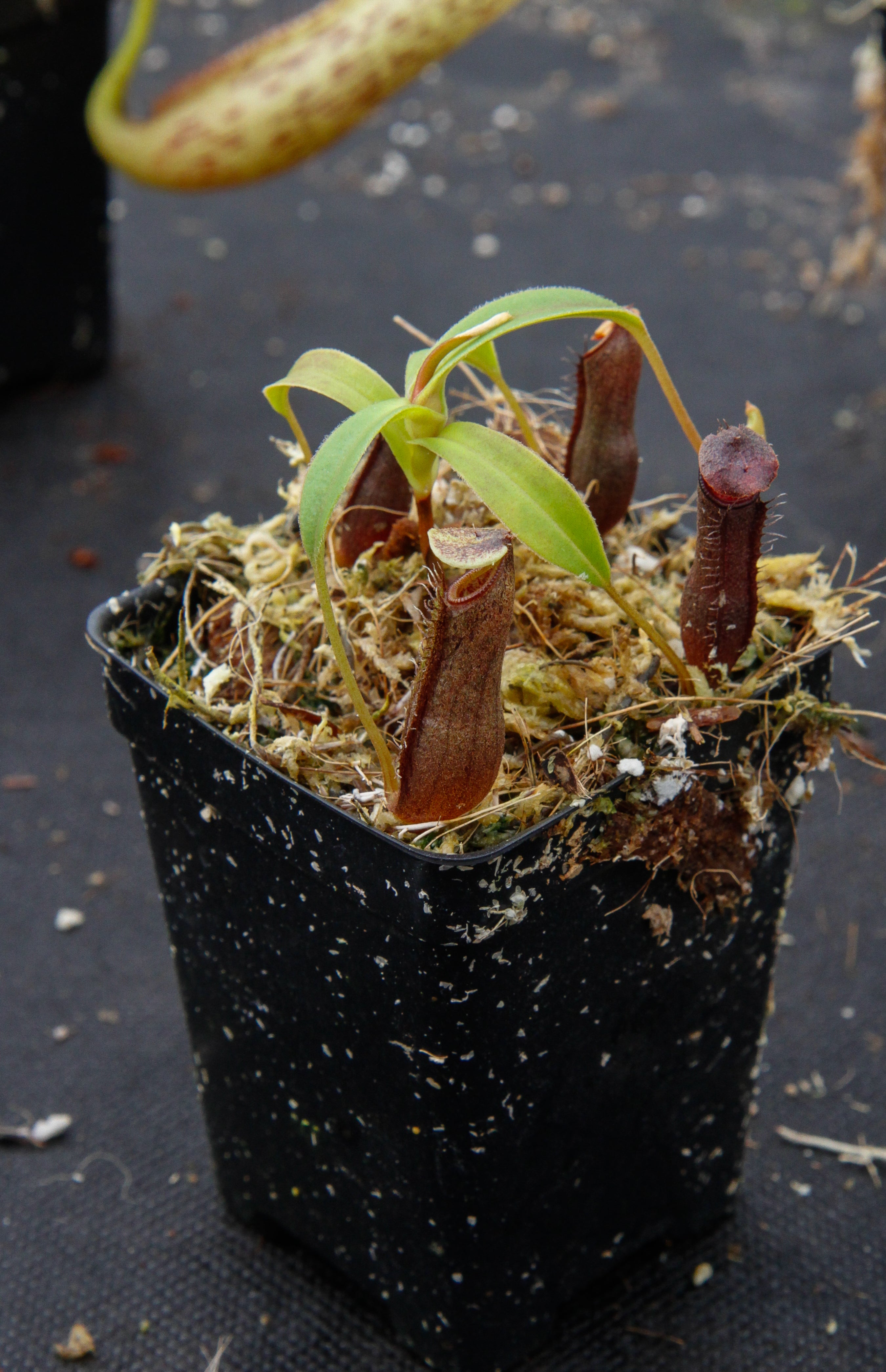 Nepenthes lingulata, BE-3463 – Carnivero