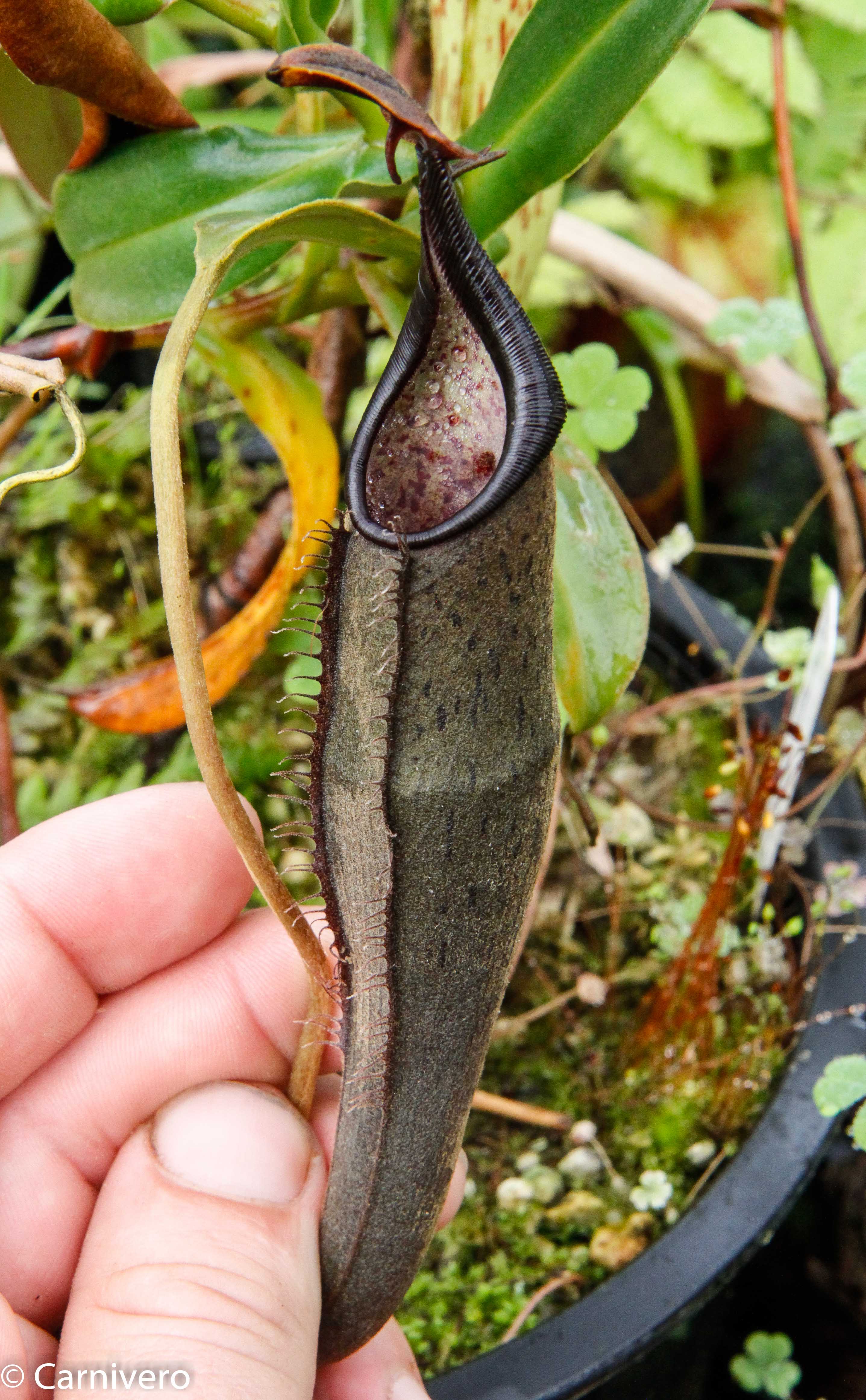 Nepenthes lingulata, BE-3463 – Carnivero