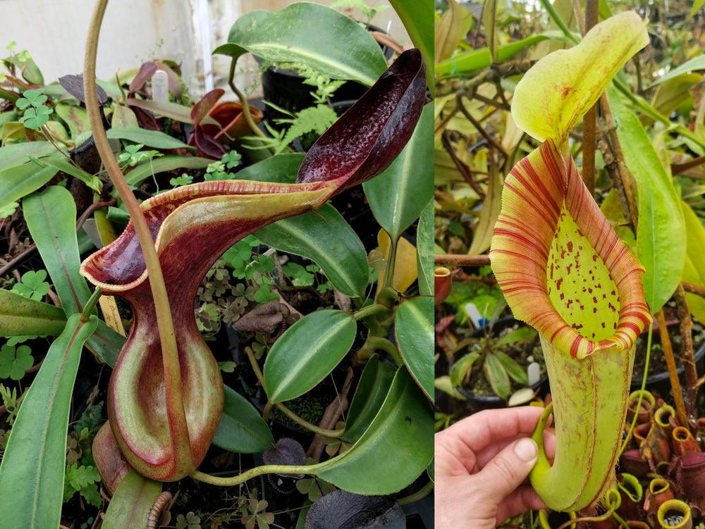 Nepenthes lowii x Mixta aka lowii x (northiana x maxima)