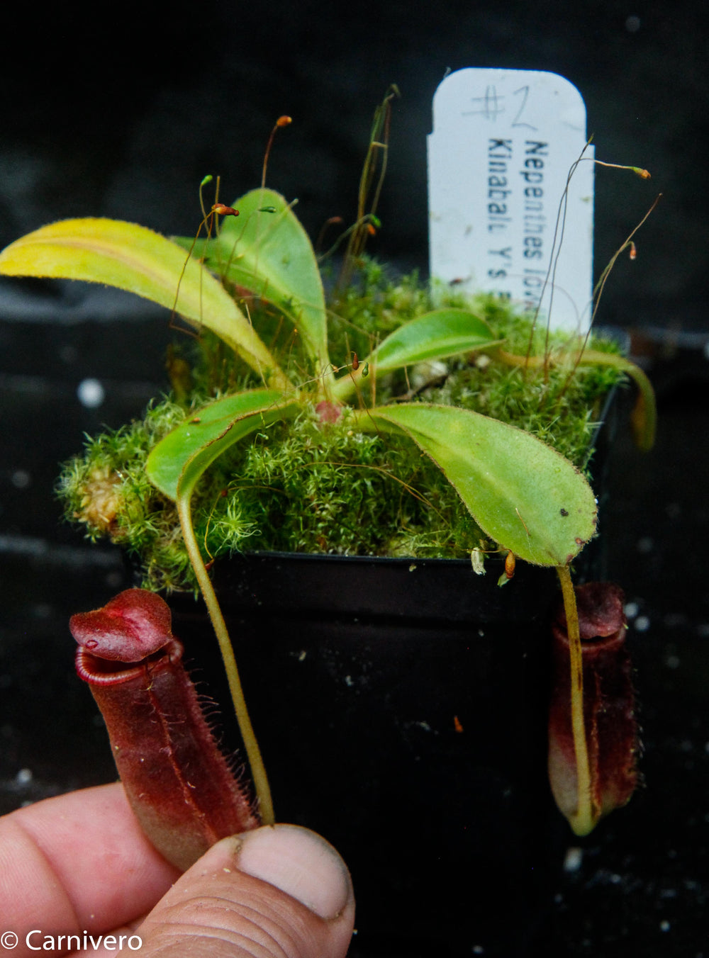 Nepenthes lowii Kinabalu