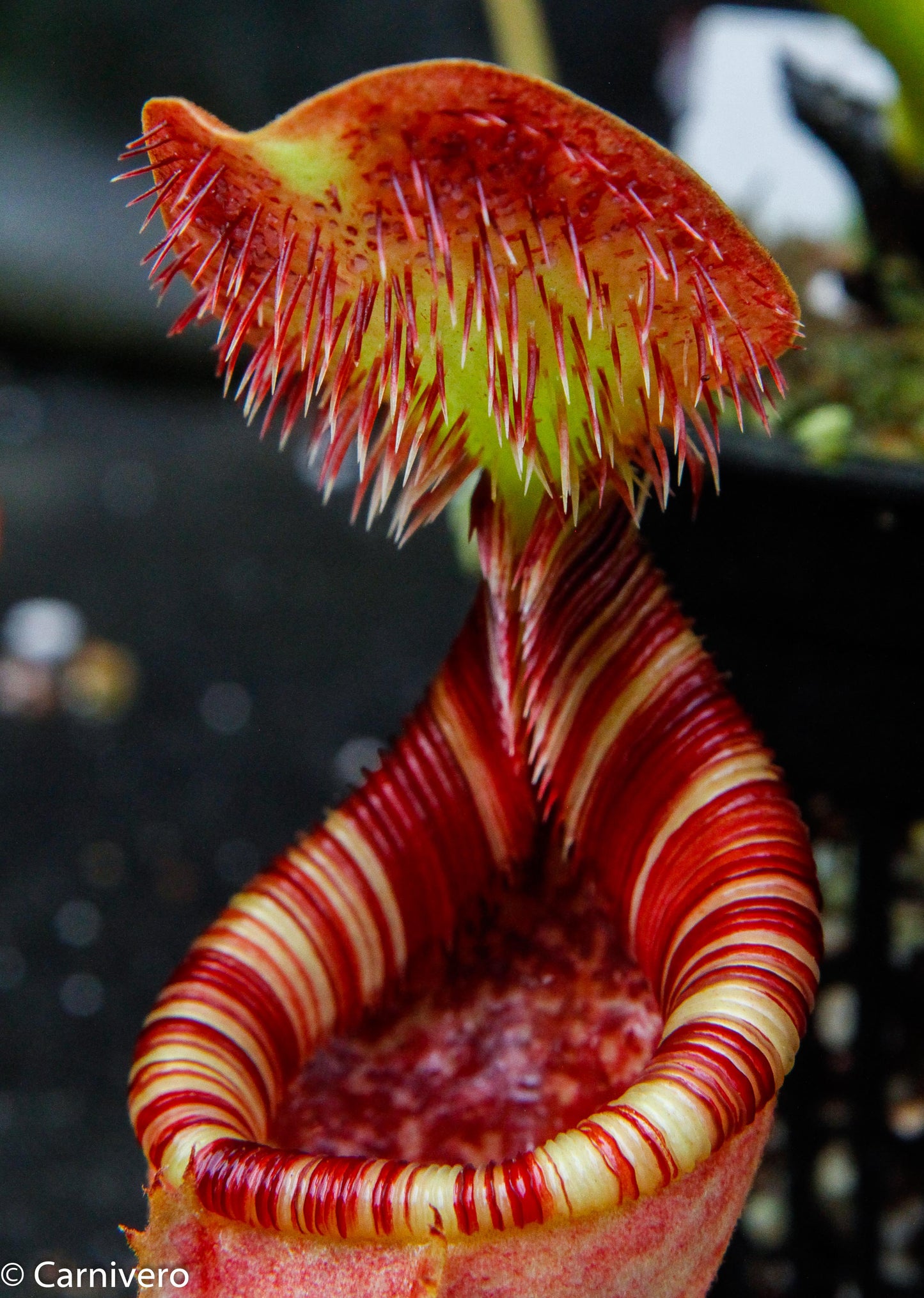 Nepenthes lowii x ephippiata