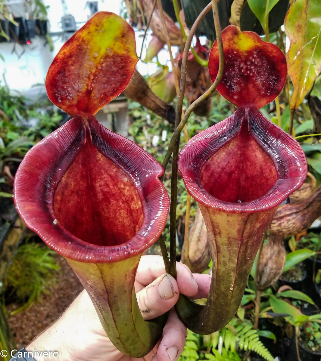 Nepenthes jacquelineae x lowii – Carnivero