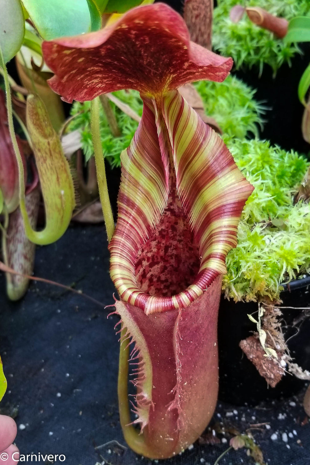 Nepenthes lowii x veitchii