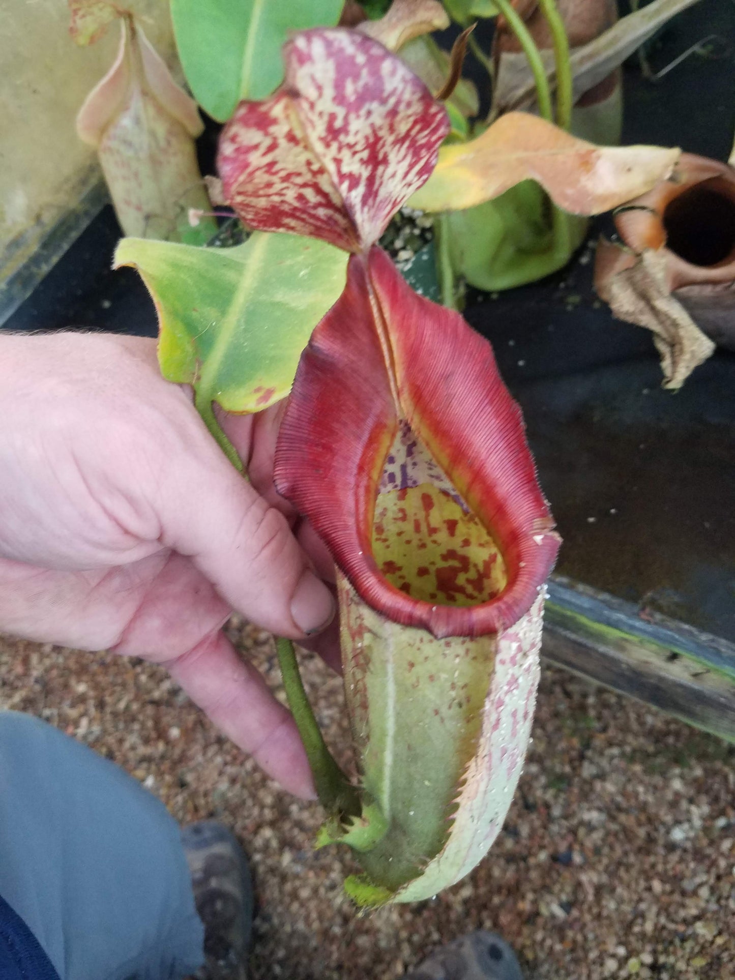 Nepenthes maxima x veitchii, Large specimen #1