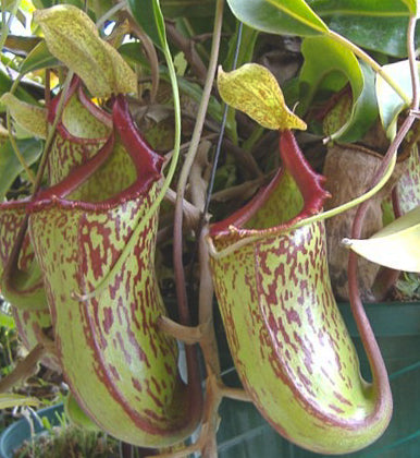 Nepenthes maxima x ventricosa, CC