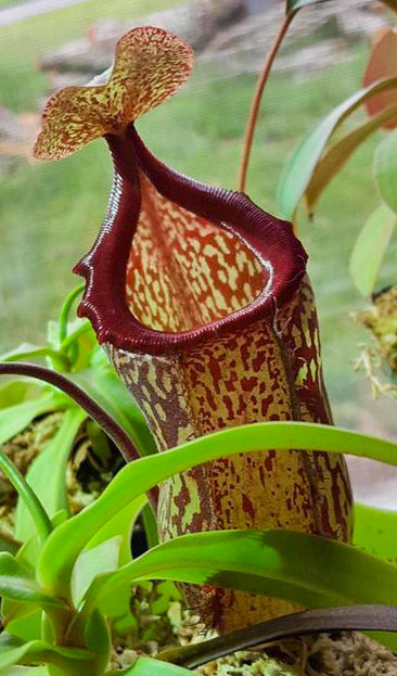 Nepenthes maxima x ventricosa, CC