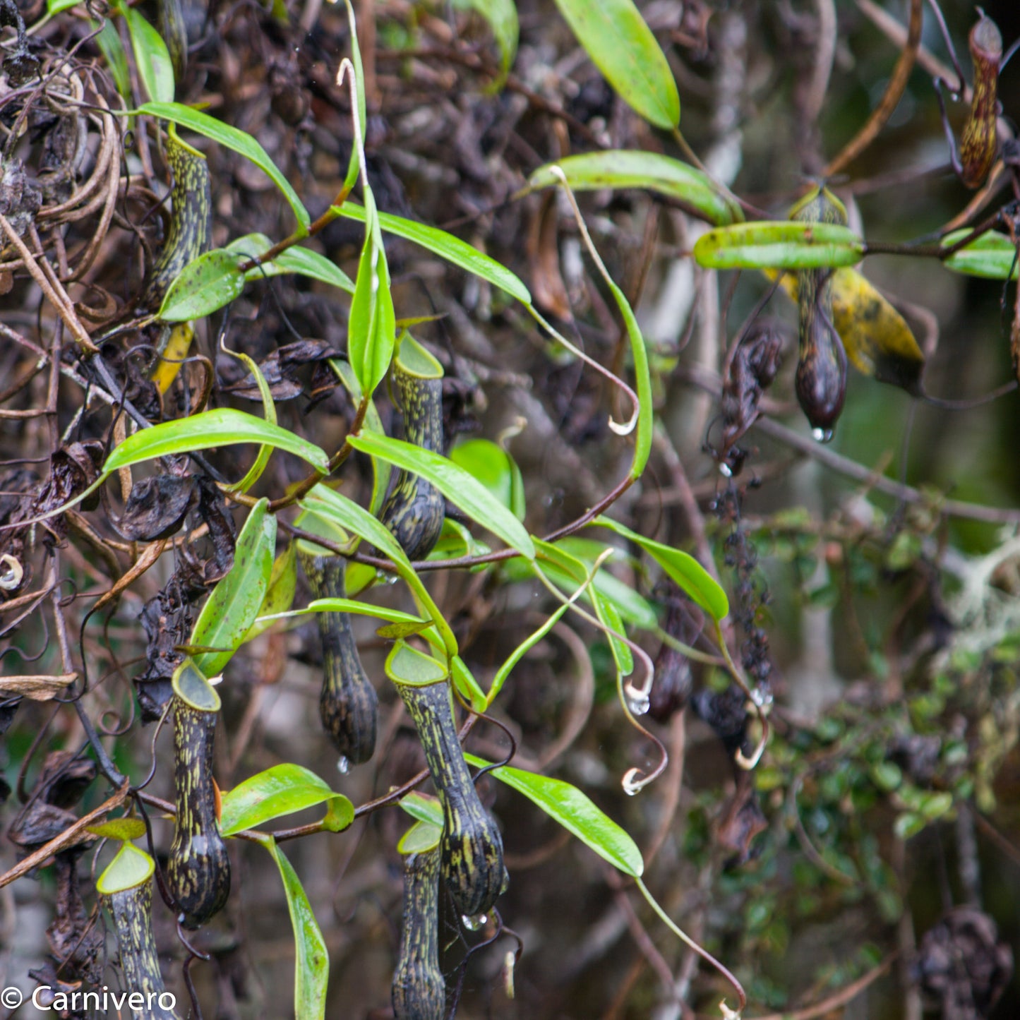 Nepenthes mikei