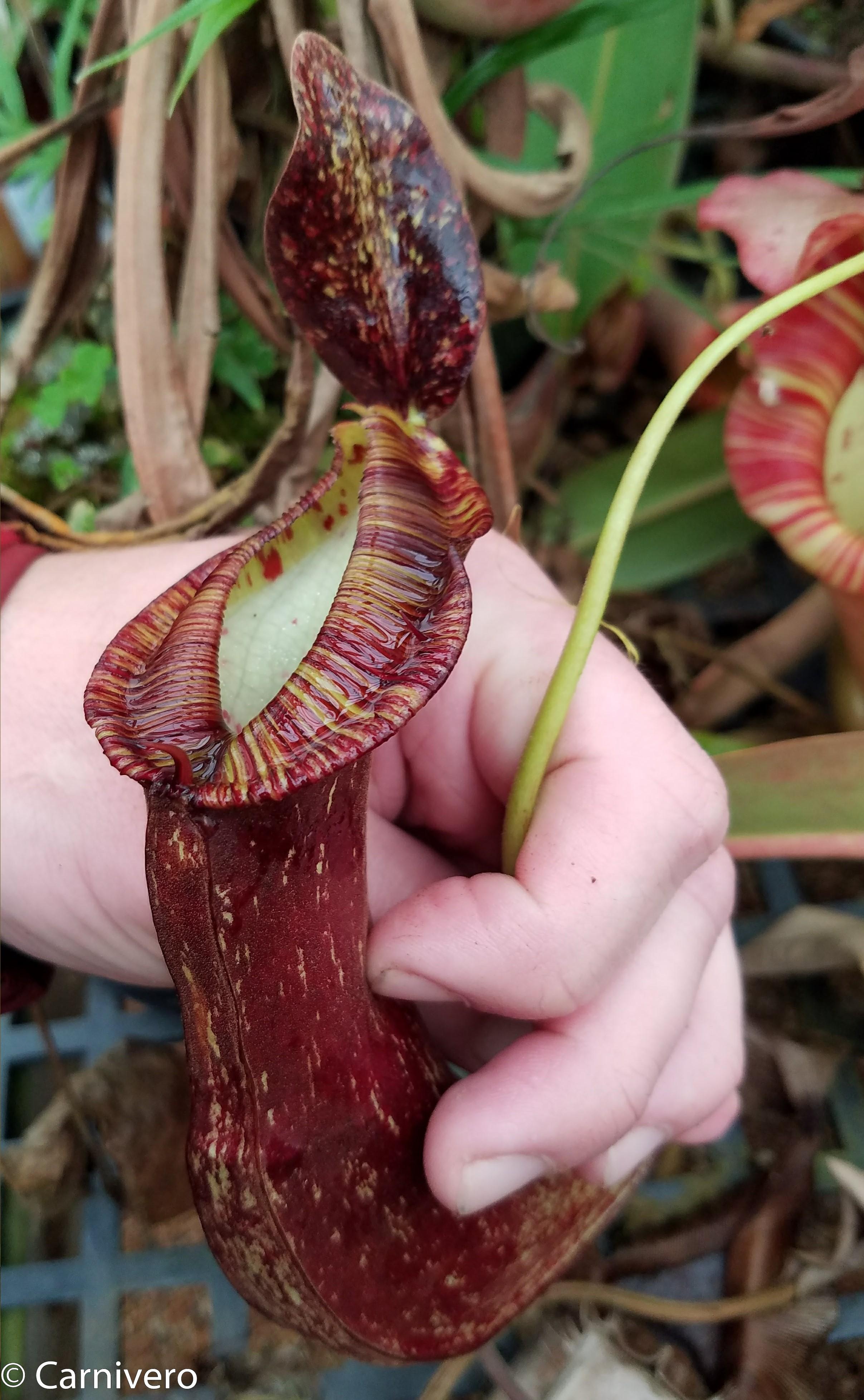 Nepenthes mirabilis var. echinostoma, BE-3372 – Carnivero