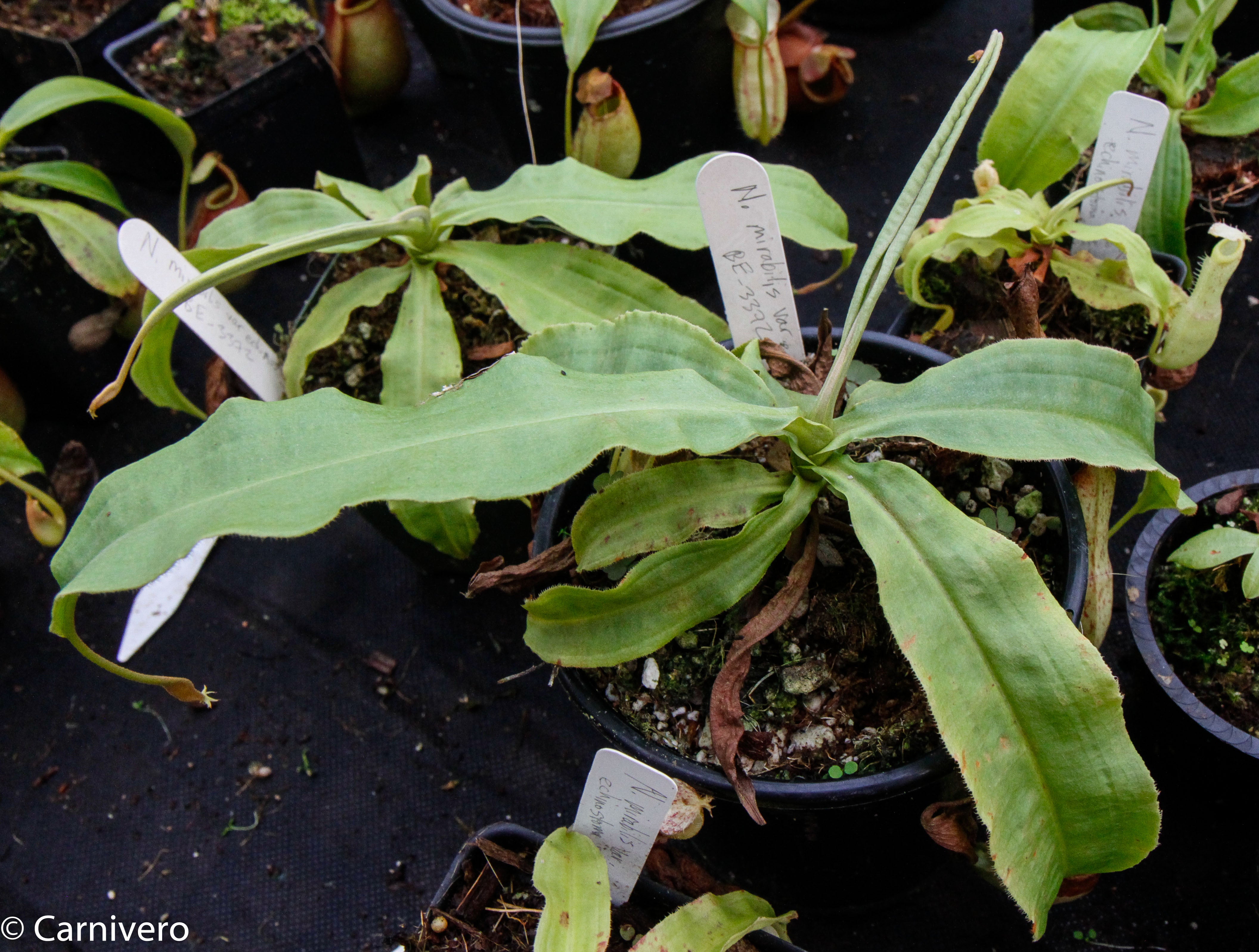 Nepenthes mirabilis var. echinostoma, BE-3372 – Carnivero