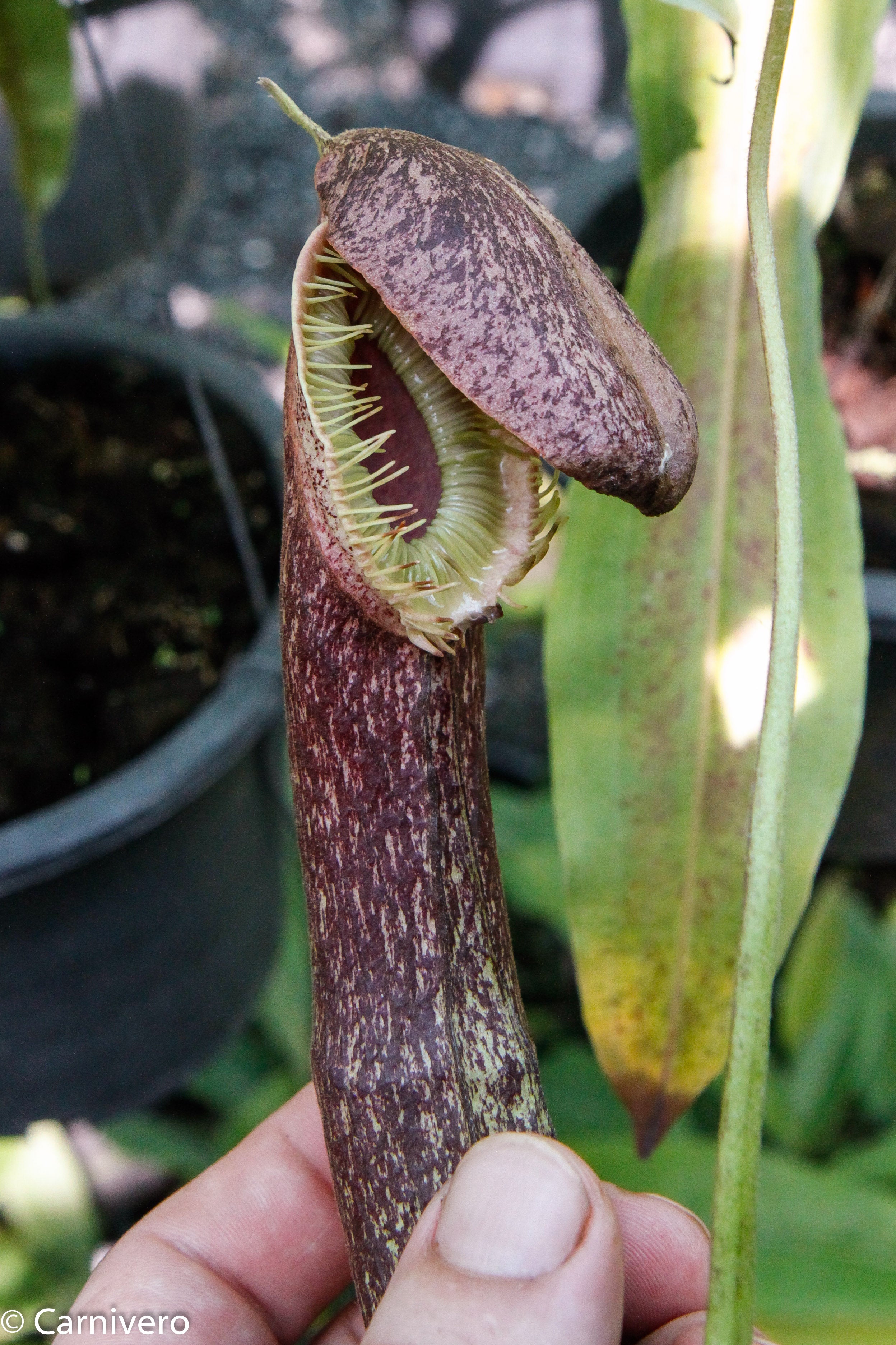 Nepenthes mirabilis var. echinostoma, BE-3372 – Carnivero