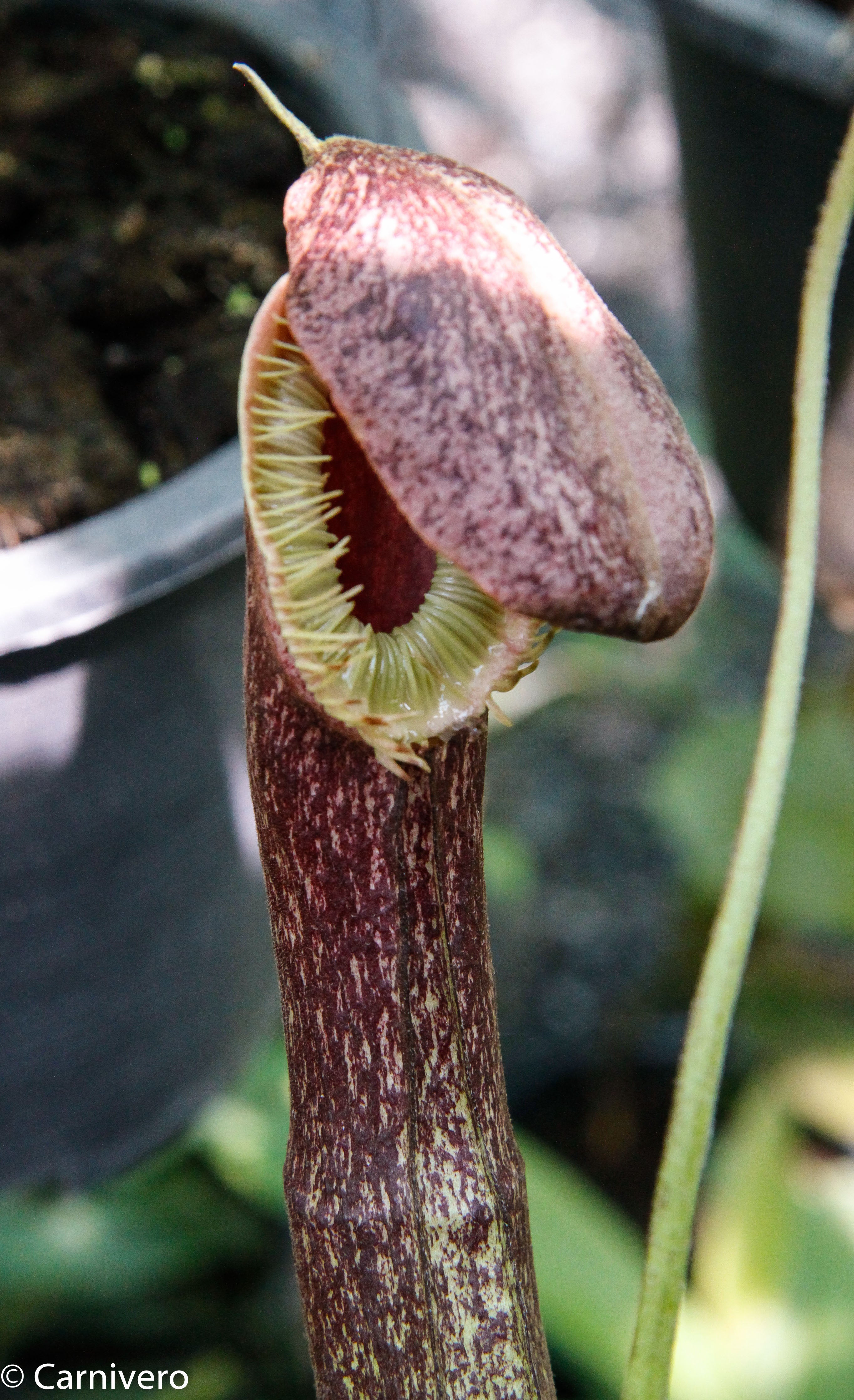 Nepenthes mirabilis var. echinostoma, BE-3372 – Carnivero