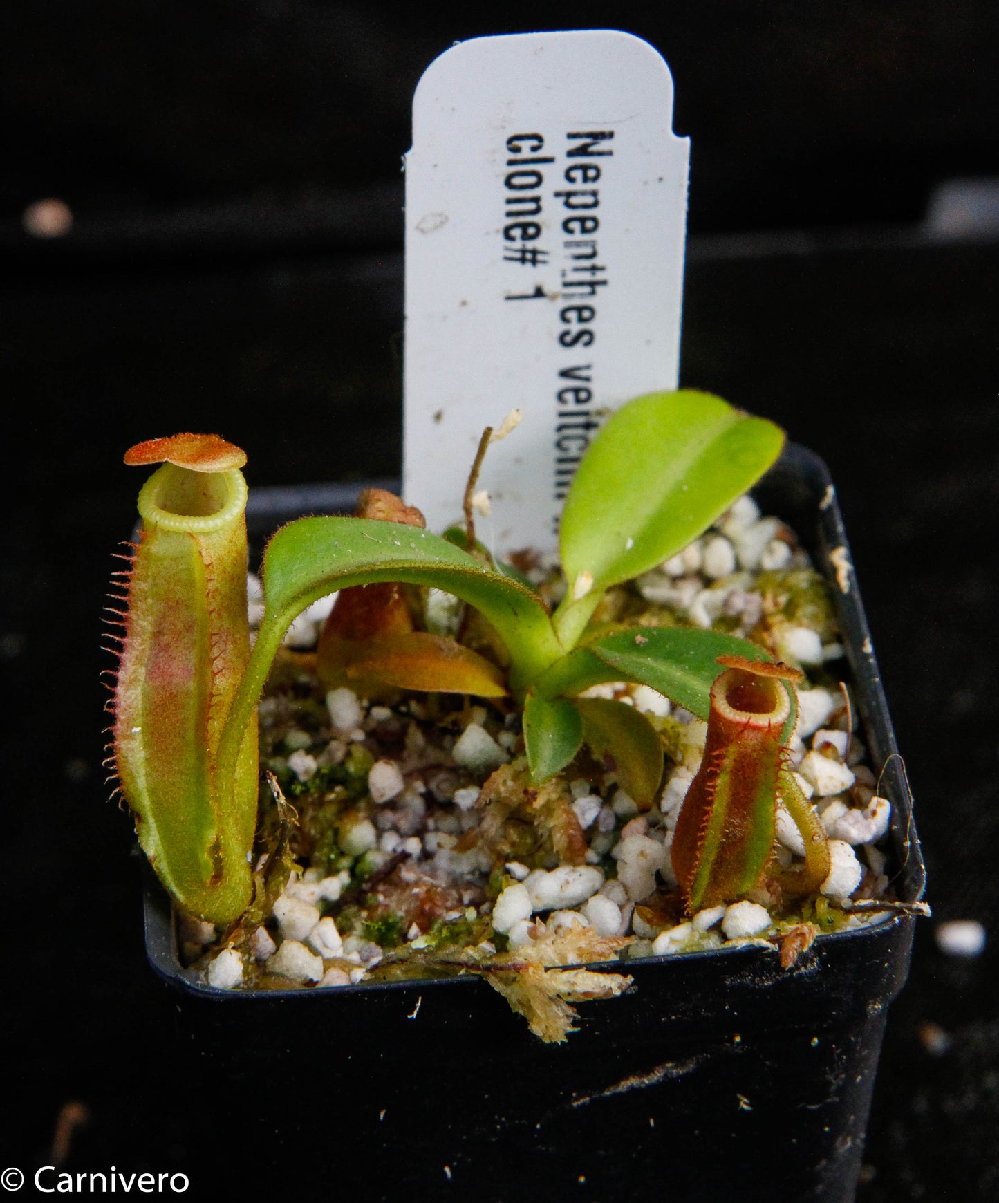 Nepenthes veitchii x edwardsiana