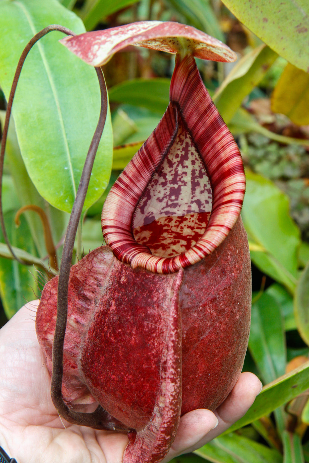 Nepenthes rafflesiana Leilani x Viking, CAR-0295