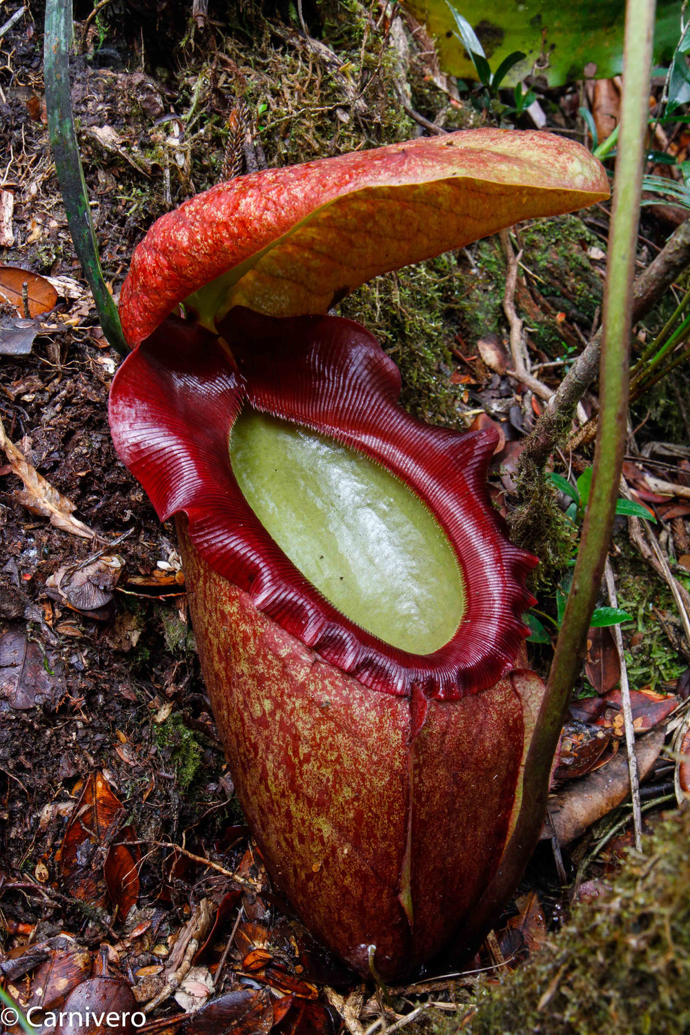 Nepenthes rajah, Marai Parai