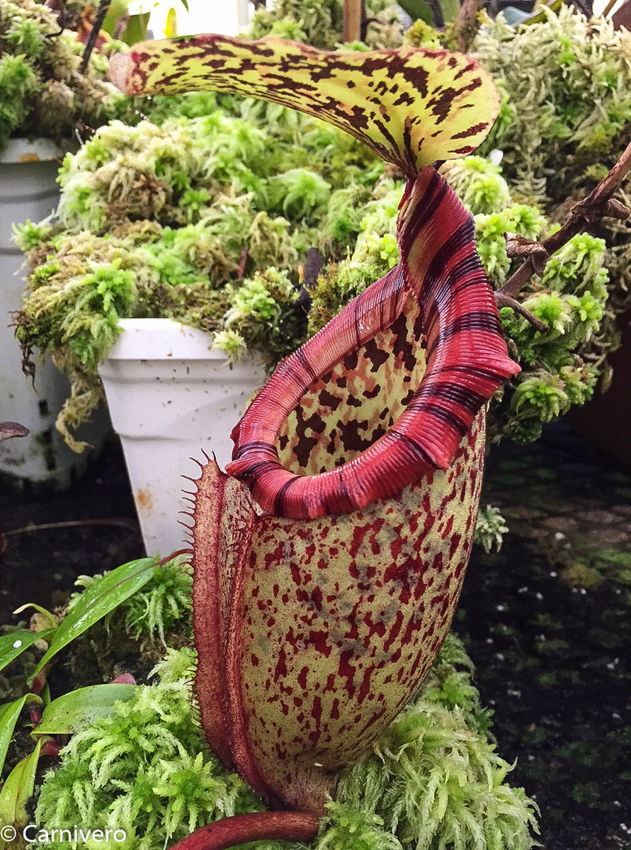 Nepenthes rajah x burbidgeae (x Alisaputrana) – Carnivero