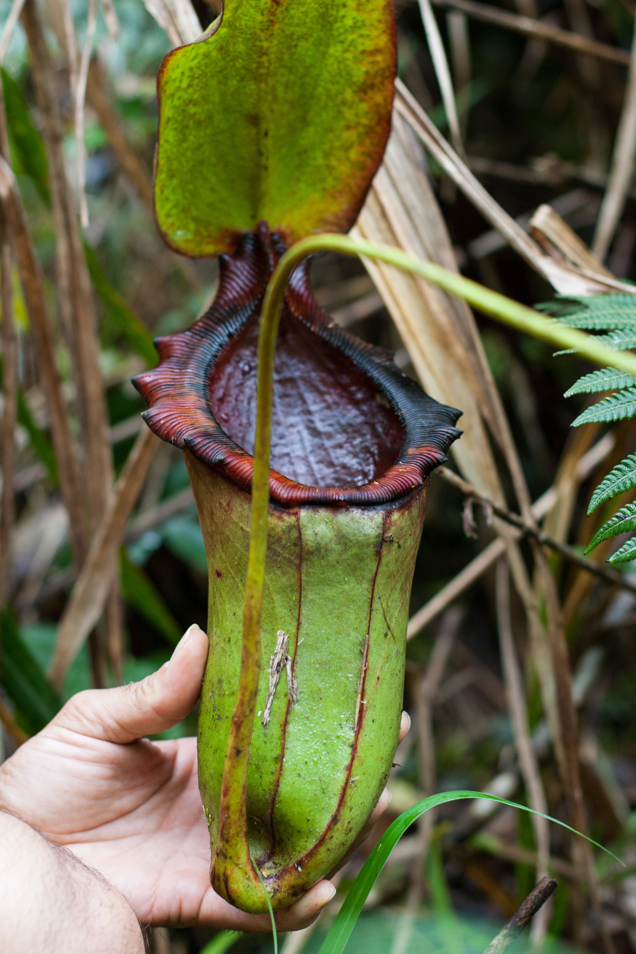 Nepenthes rajah x lowii - Exact Plant 03/01/24 – Carnivero