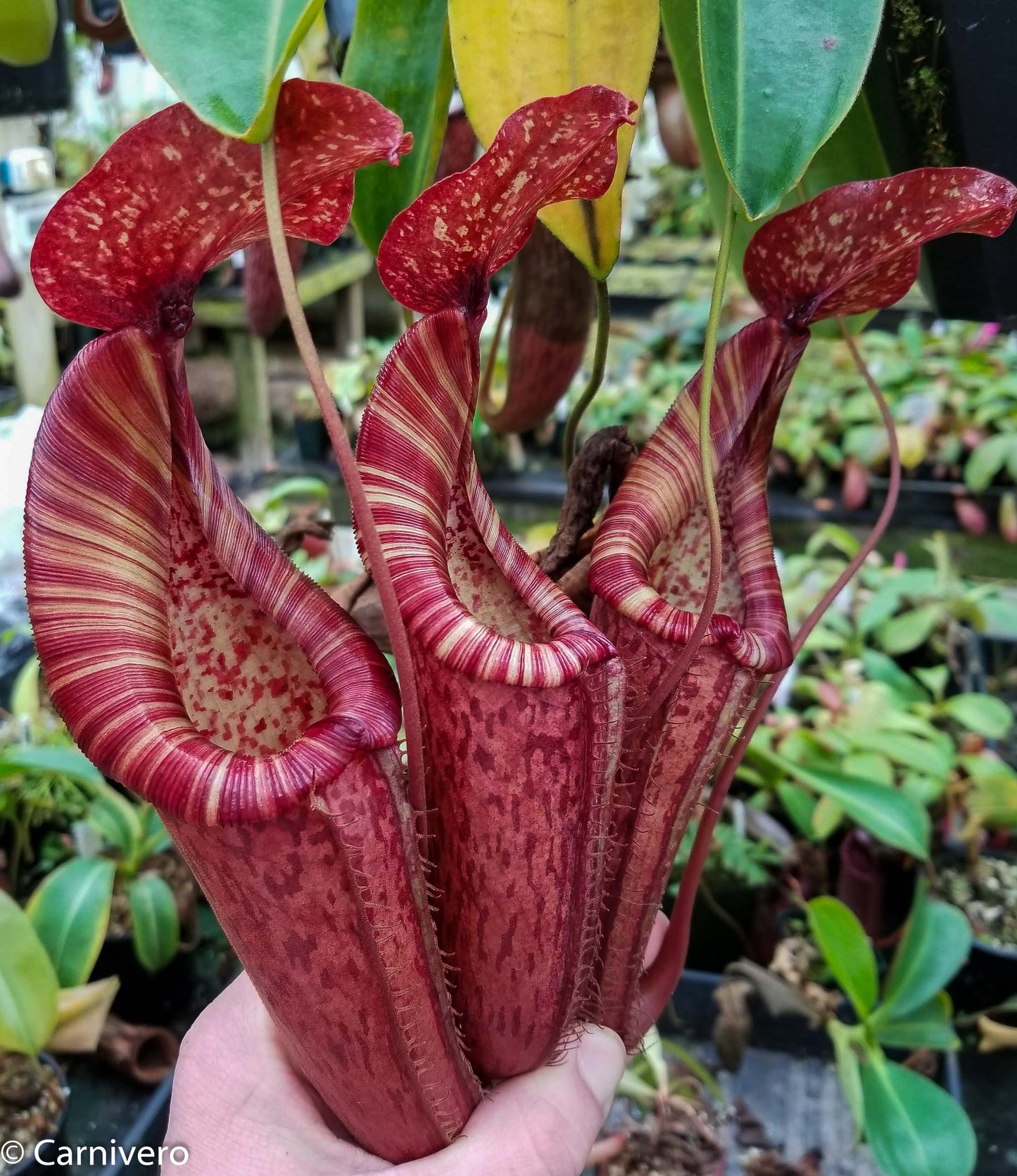 Nepenthes (Rokko x boschiana) x {maxima x [(stenophylla x lowii) x (Rokko x veitchii)]}