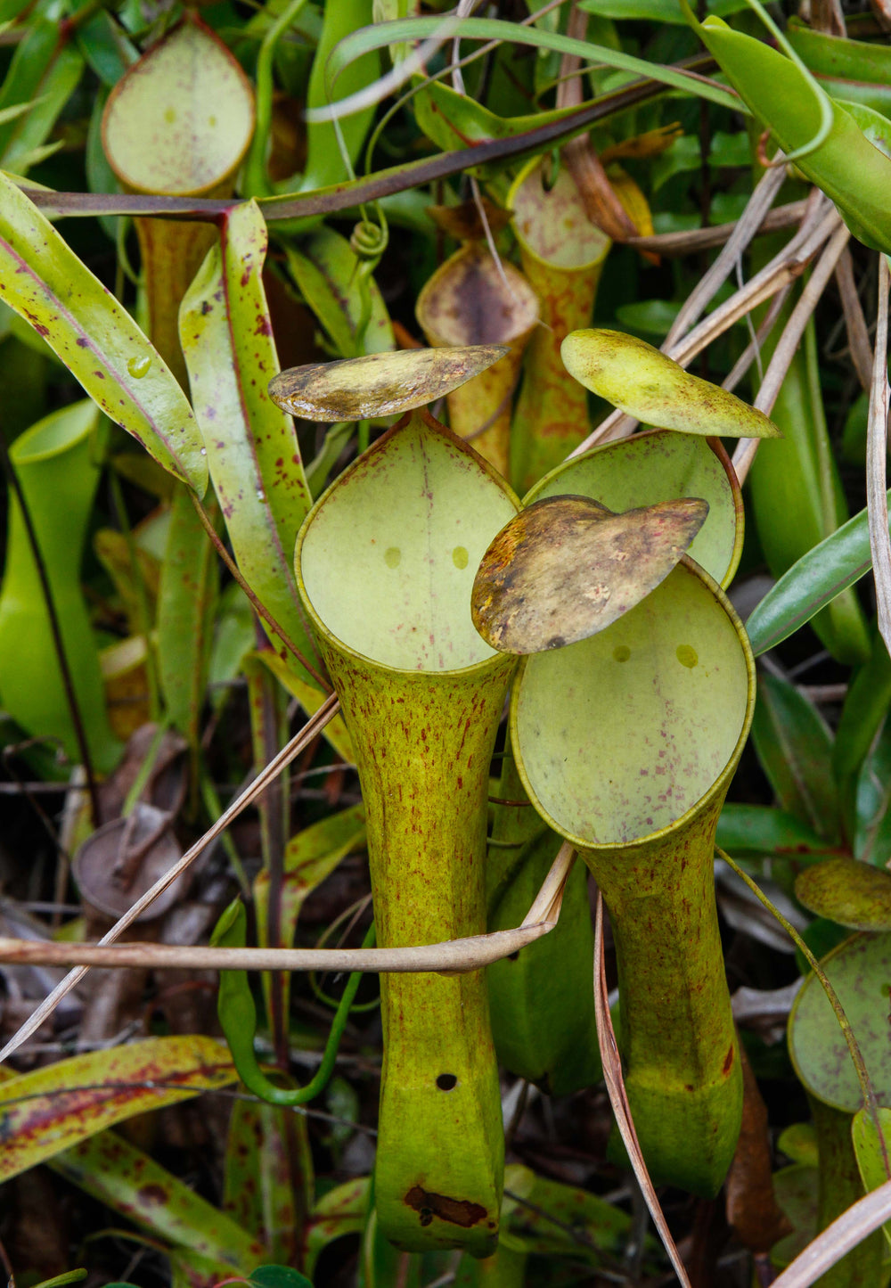 Nepenthes reinwardtiana