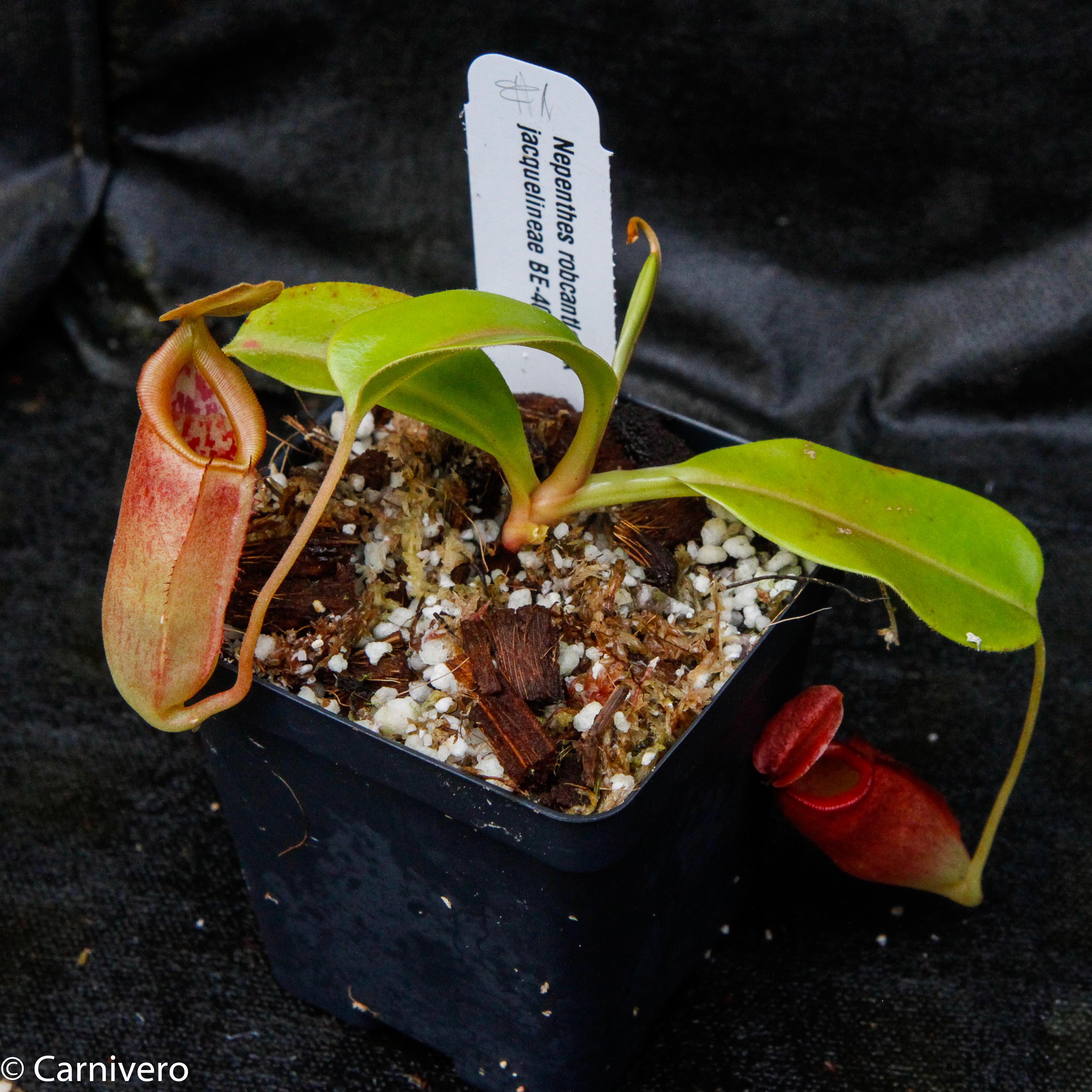 Nepenthes robcantleyi x jacquelineae, BE-4028 – Carnivero