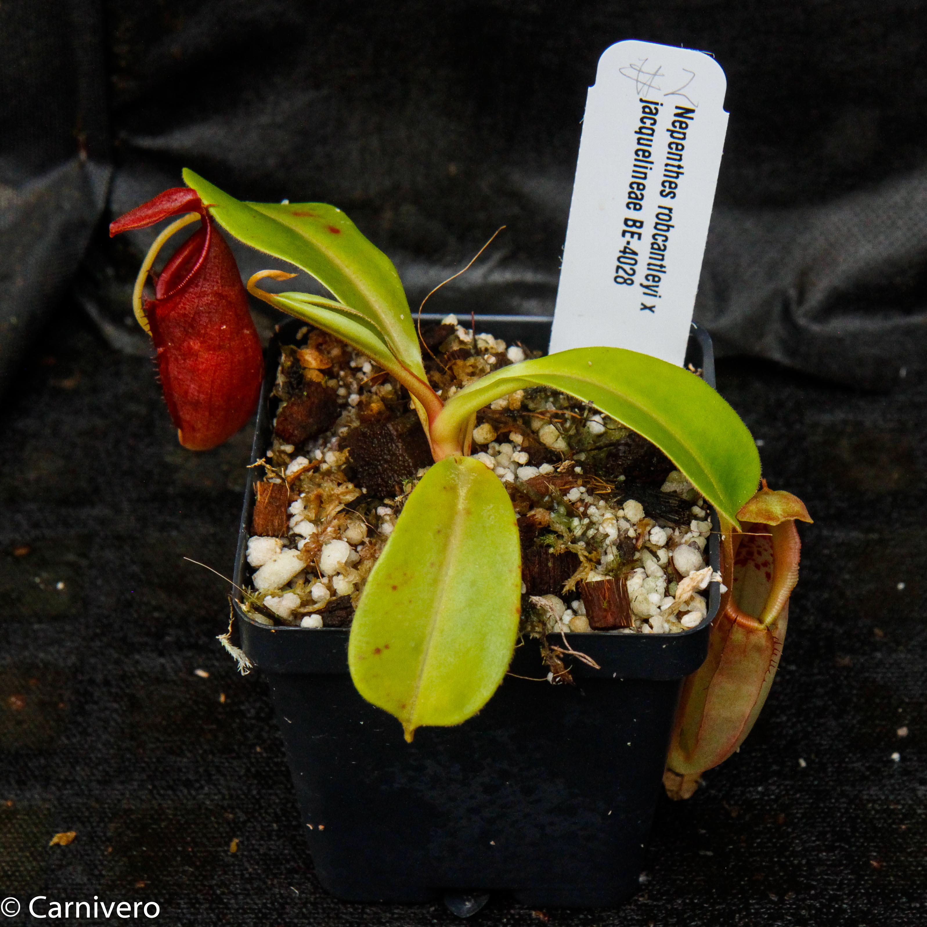 Nepenthes robcantleyi x jacquelineae, BE-4028 – Carnivero