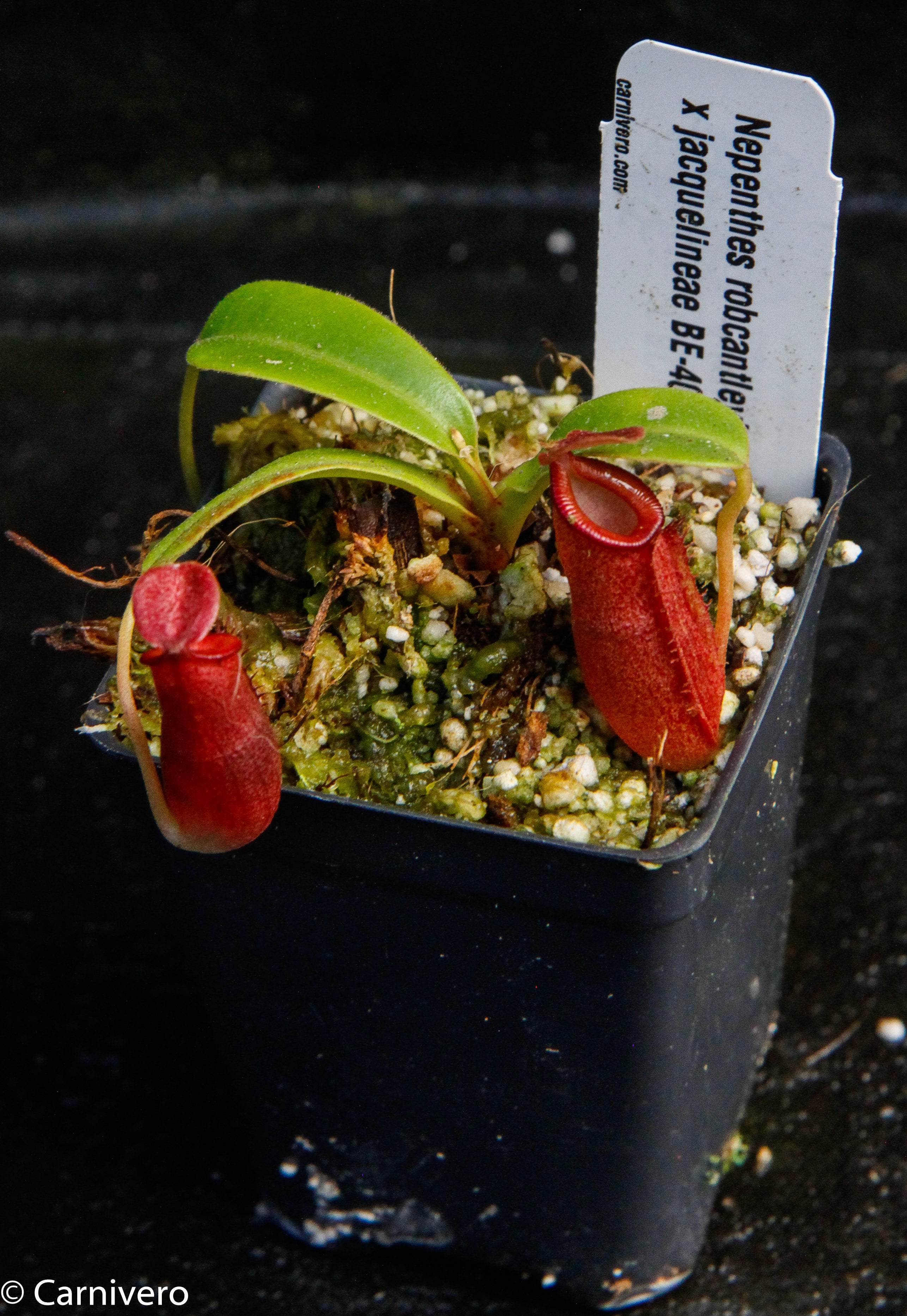 Nepenthes robcantleyi x jacquelineae, BE-4028 – Carnivero