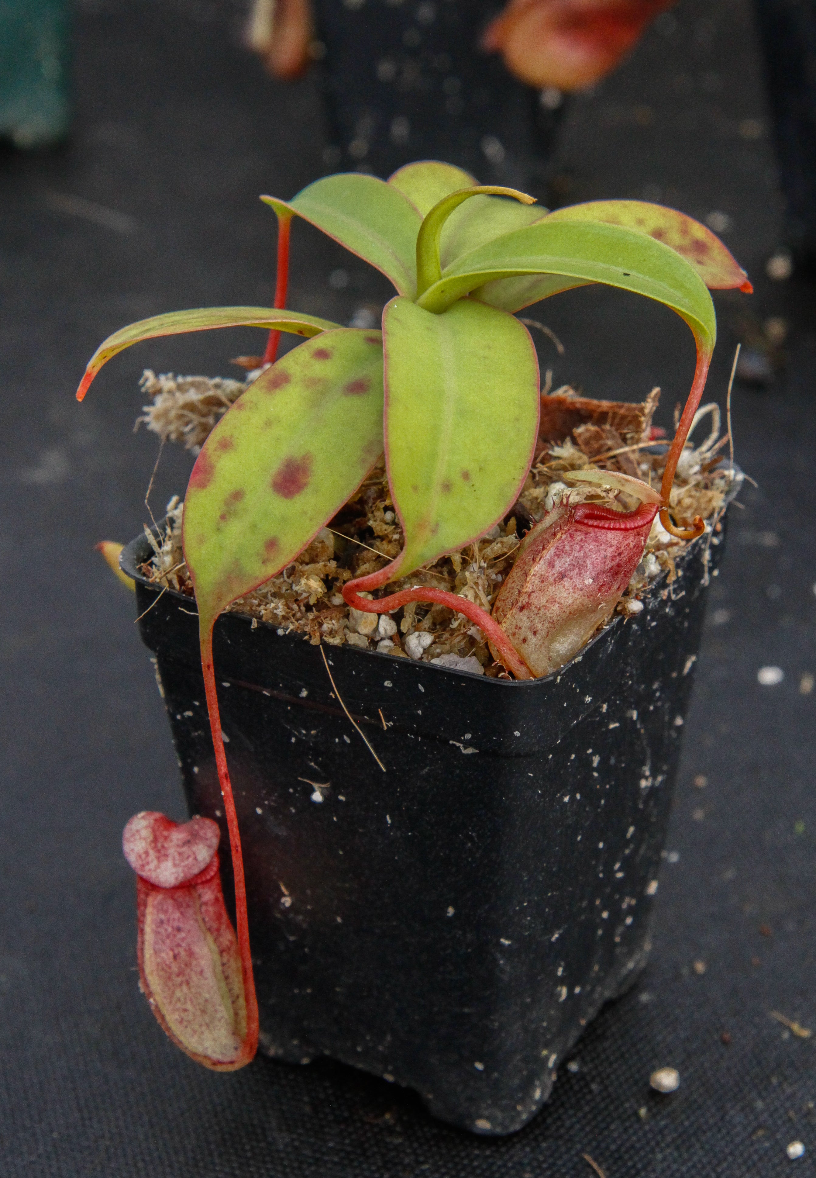 Nepenthes sibuyanensis, BE-3164 – Carnivero