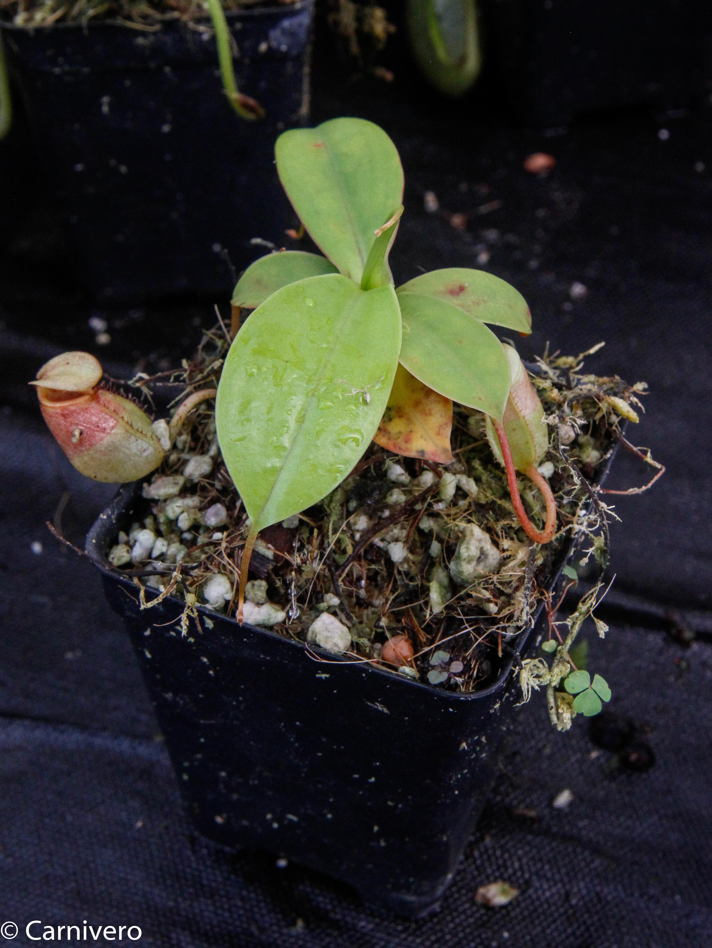 Nepenthes sibuyanensis, BE-3164 – Carnivero