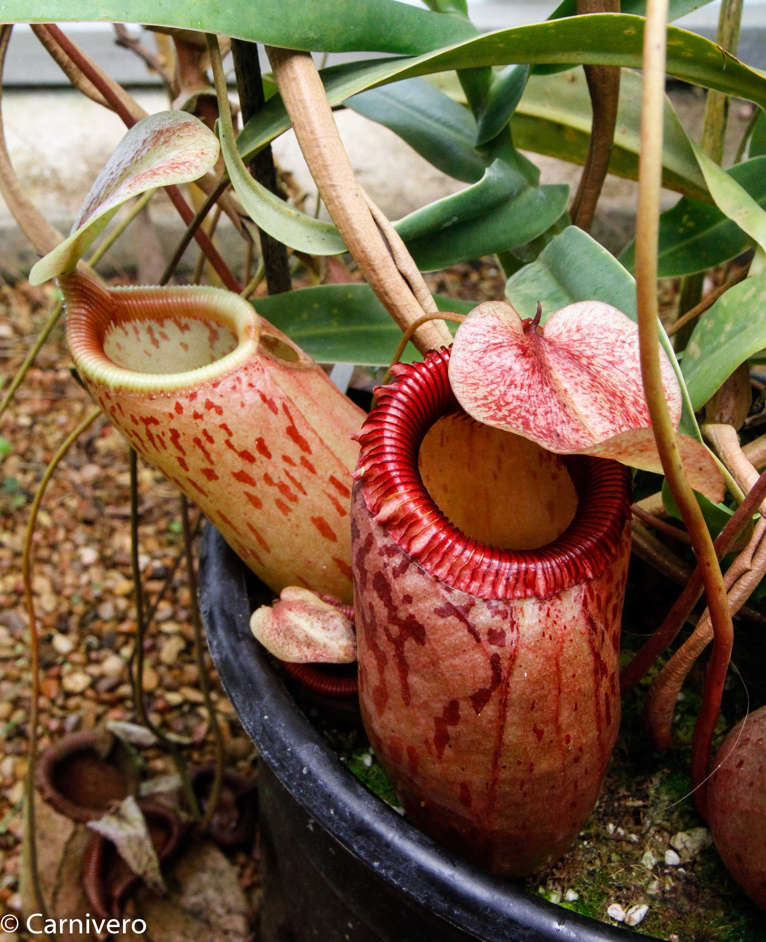 Nepenthes sibuyanensis, BE-3164 – Carnivero