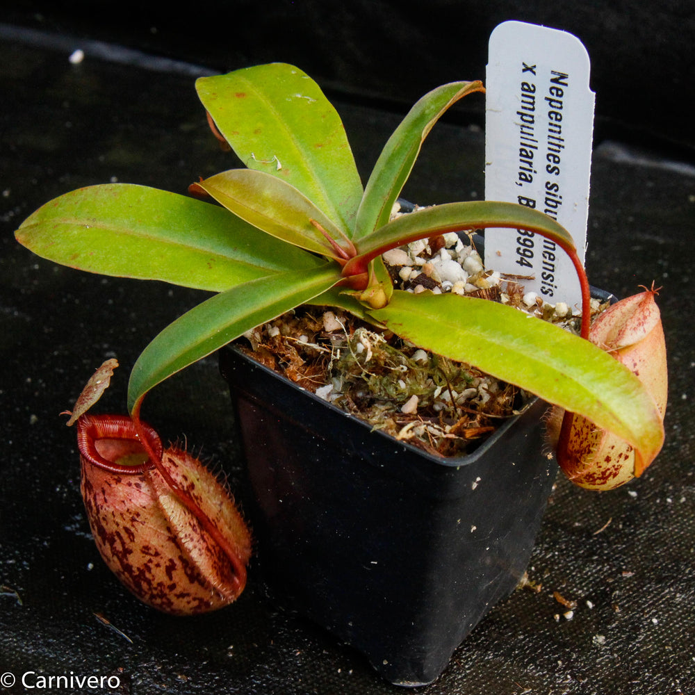 
                      
                        Nepenthes sibuyanensis x ampullaria
                      
                    