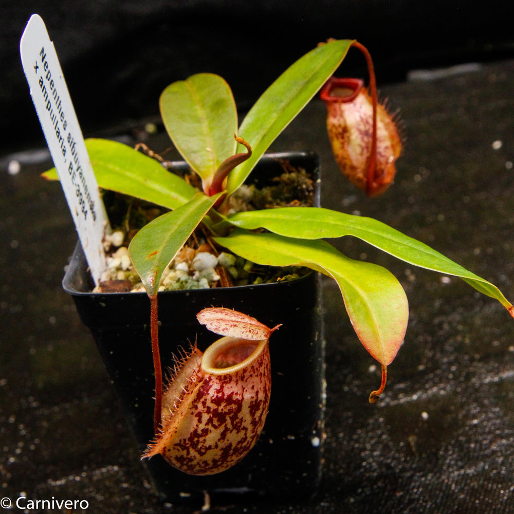 
                      
                        Nepenthes sibuyanensis x ampullaria
                      
                    