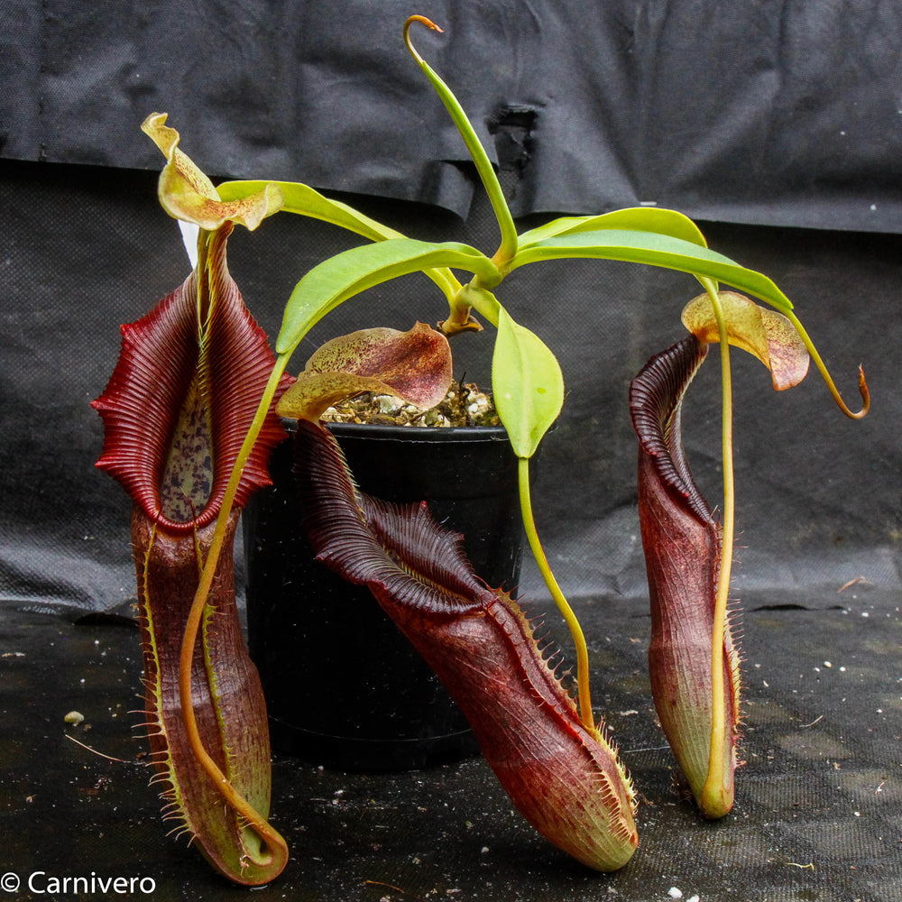 Nepenthes singalana Belirang, BE-3170, pitcher plant, carnivorous plant, collectors plant, large pitchers, rare plants