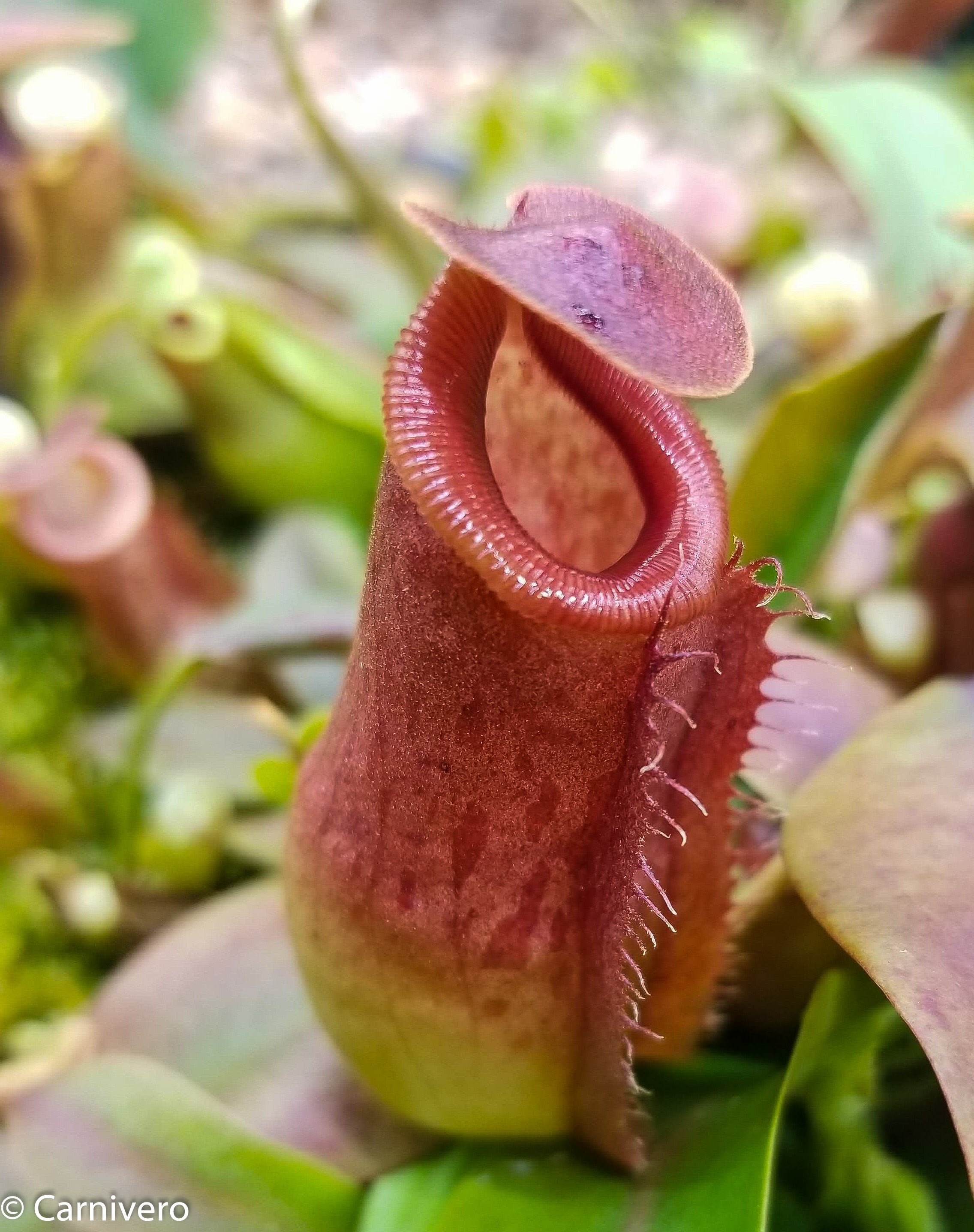 Nepenthes Song of Melancholy x (spathulata x jacquelineae) 