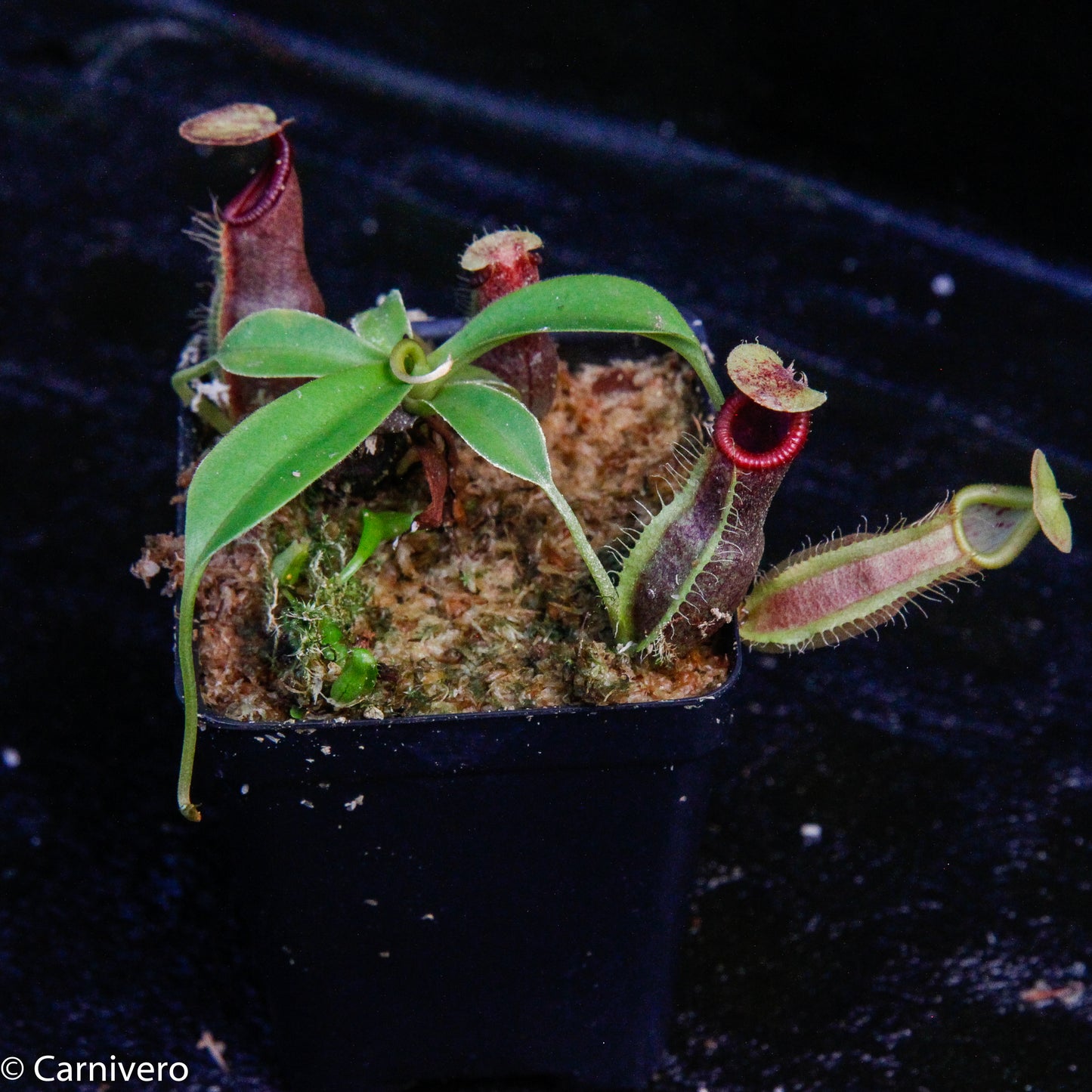 Nepenthes spathulata x ovata, CAR-0171