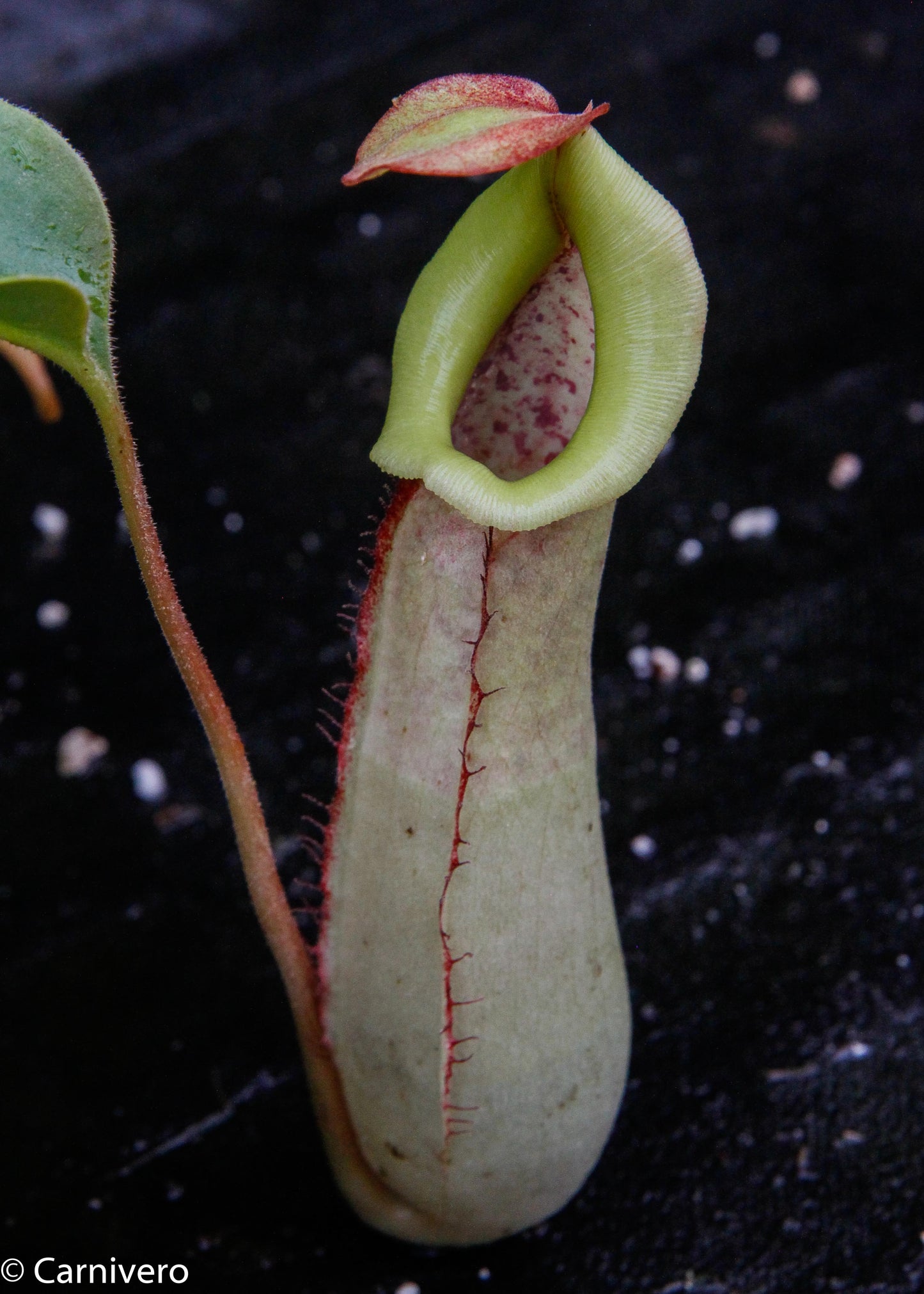 Nepenthes Splendid Diana x truncata